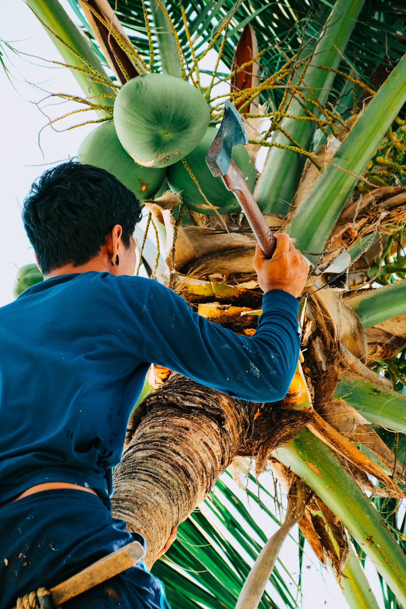 A man cuts down coconuts – Koh Samui, Thailand