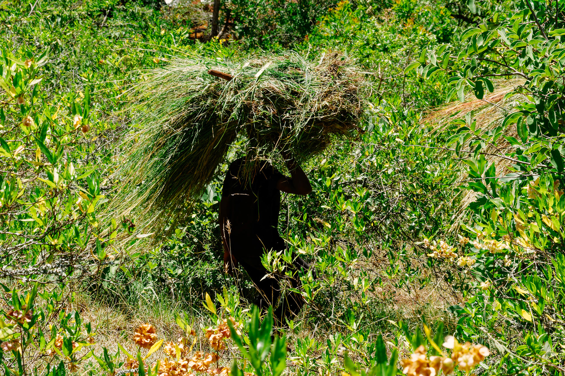 People carrying grass – Mwika Village, Kilimanjaro Region, Tanzania
