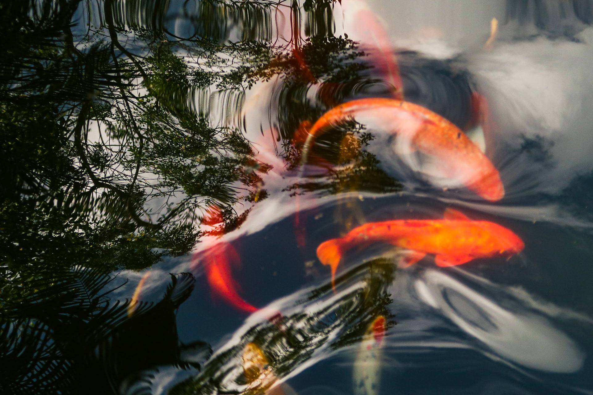 The sky is seen in the reflection of a pond of Koi fish – Koh Lanta, Thailand