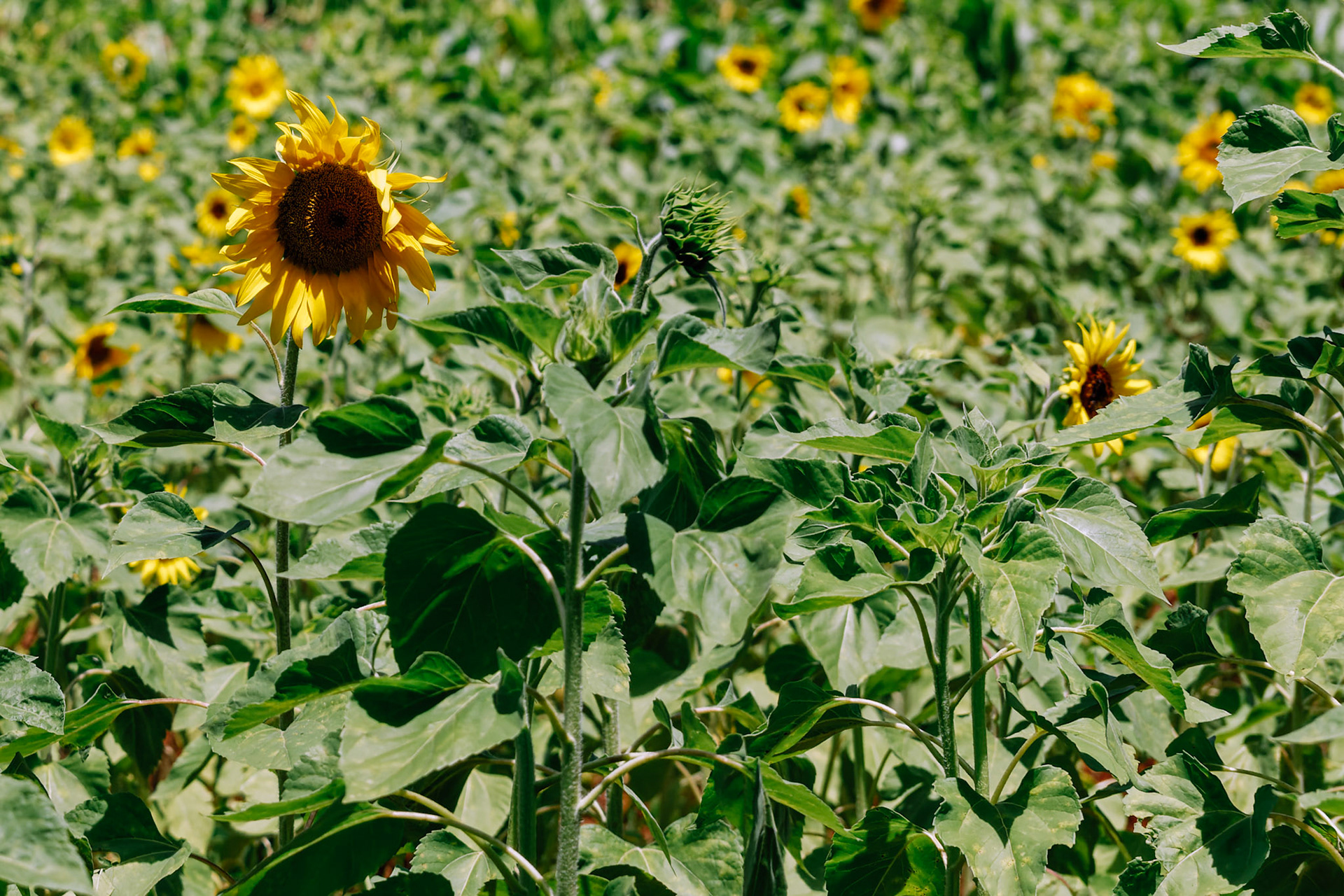A field of sunflowers – Mwika Village, Kilimanjaro Region, Tanzania