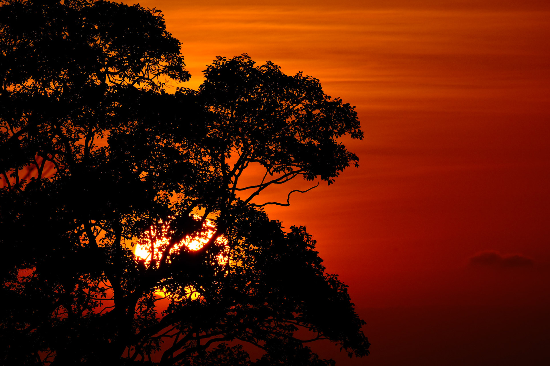 The sun behind a tree at sunset – Koh Tao, Thailand