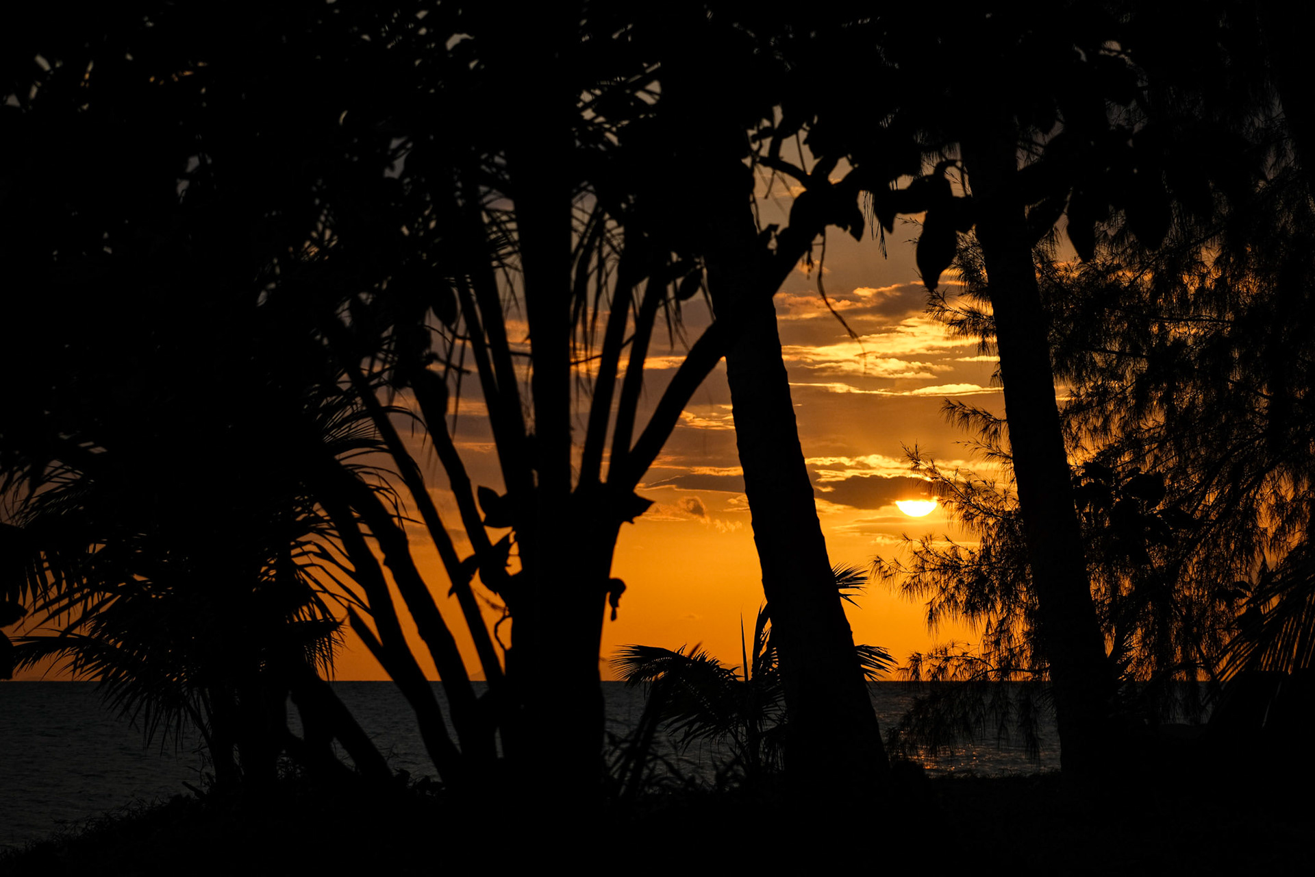 Trees at sunset – Koh Samui, Thailand