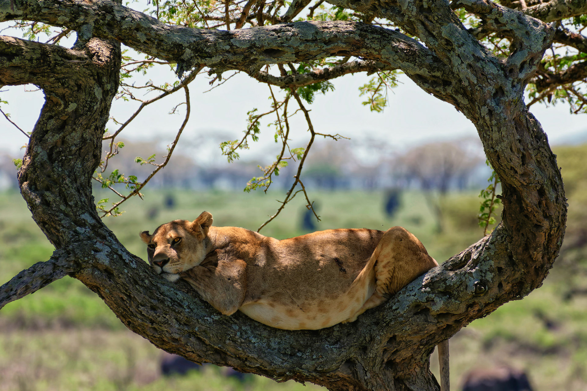 Serengeti, Tanzania