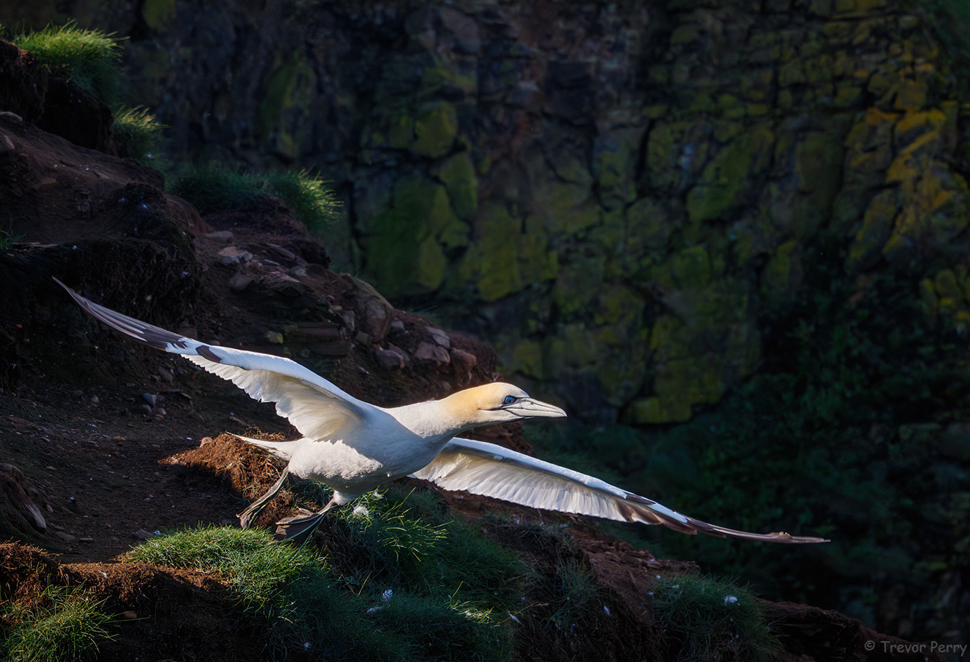 Gannet, Troup Head