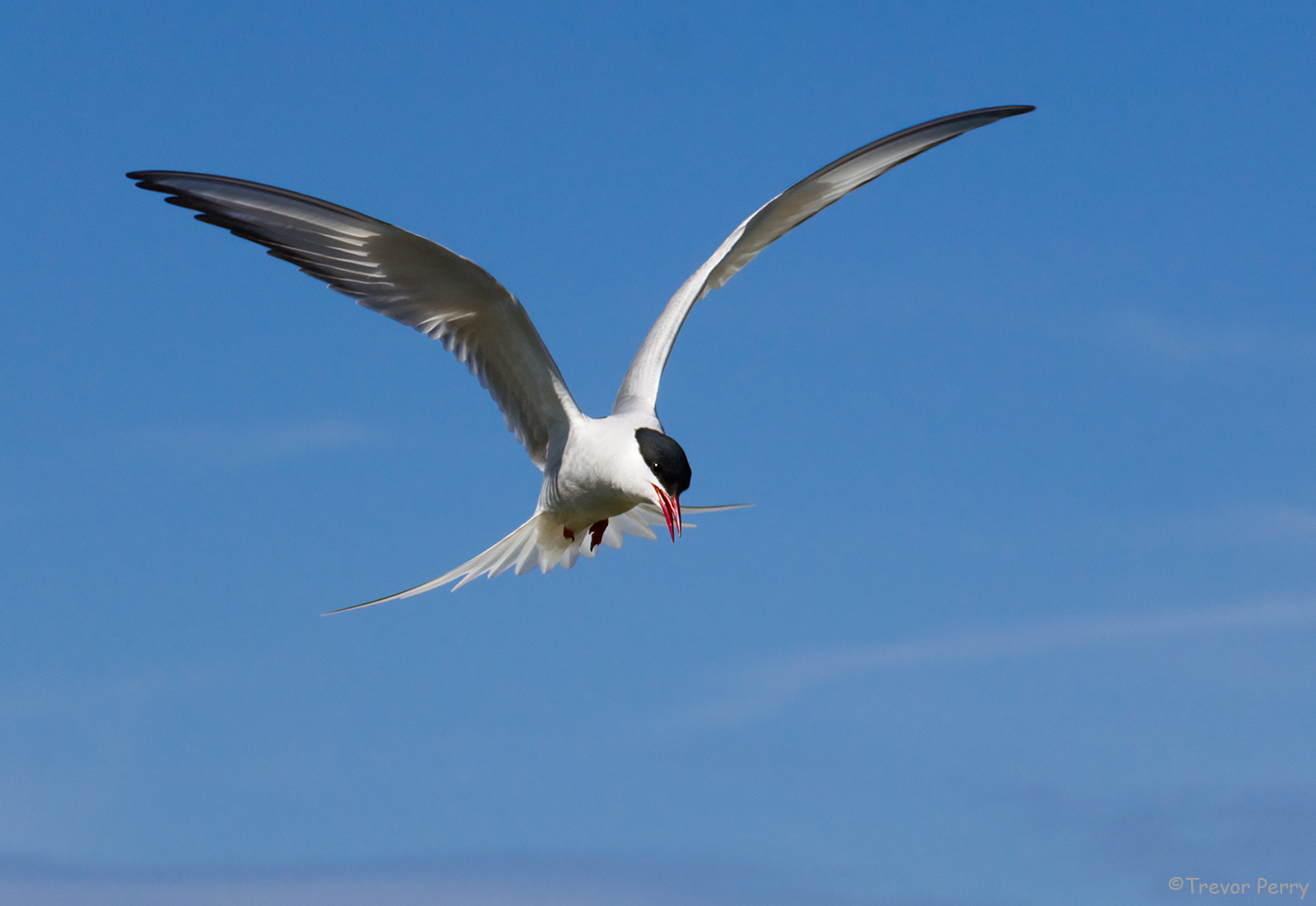 Farne Isles, Northumberland