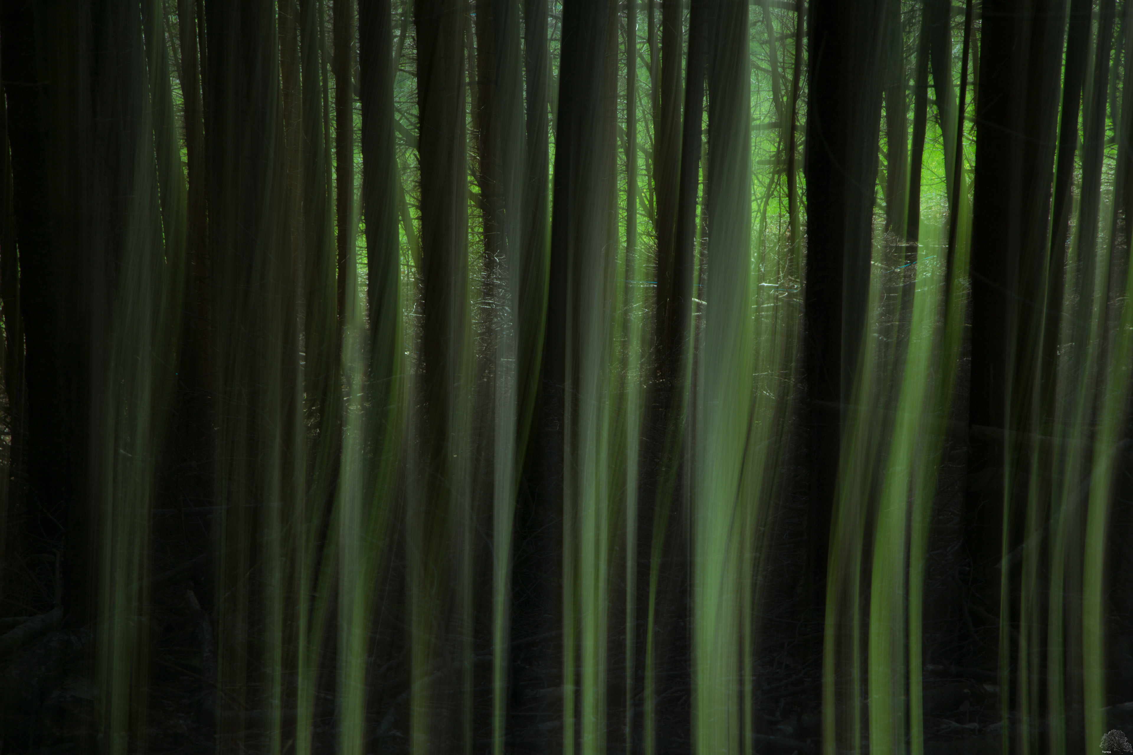 Forest eyes. Лес абстракция. Абстракция природа. Абстрактный лес. Зеленый лес абстракция.