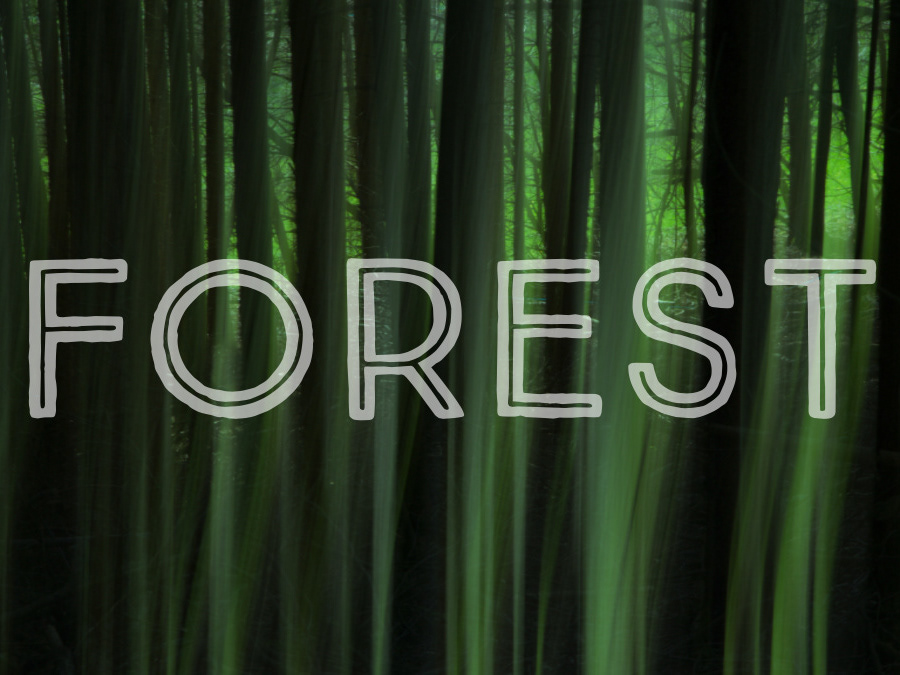 Forest Eyes Photography Trees