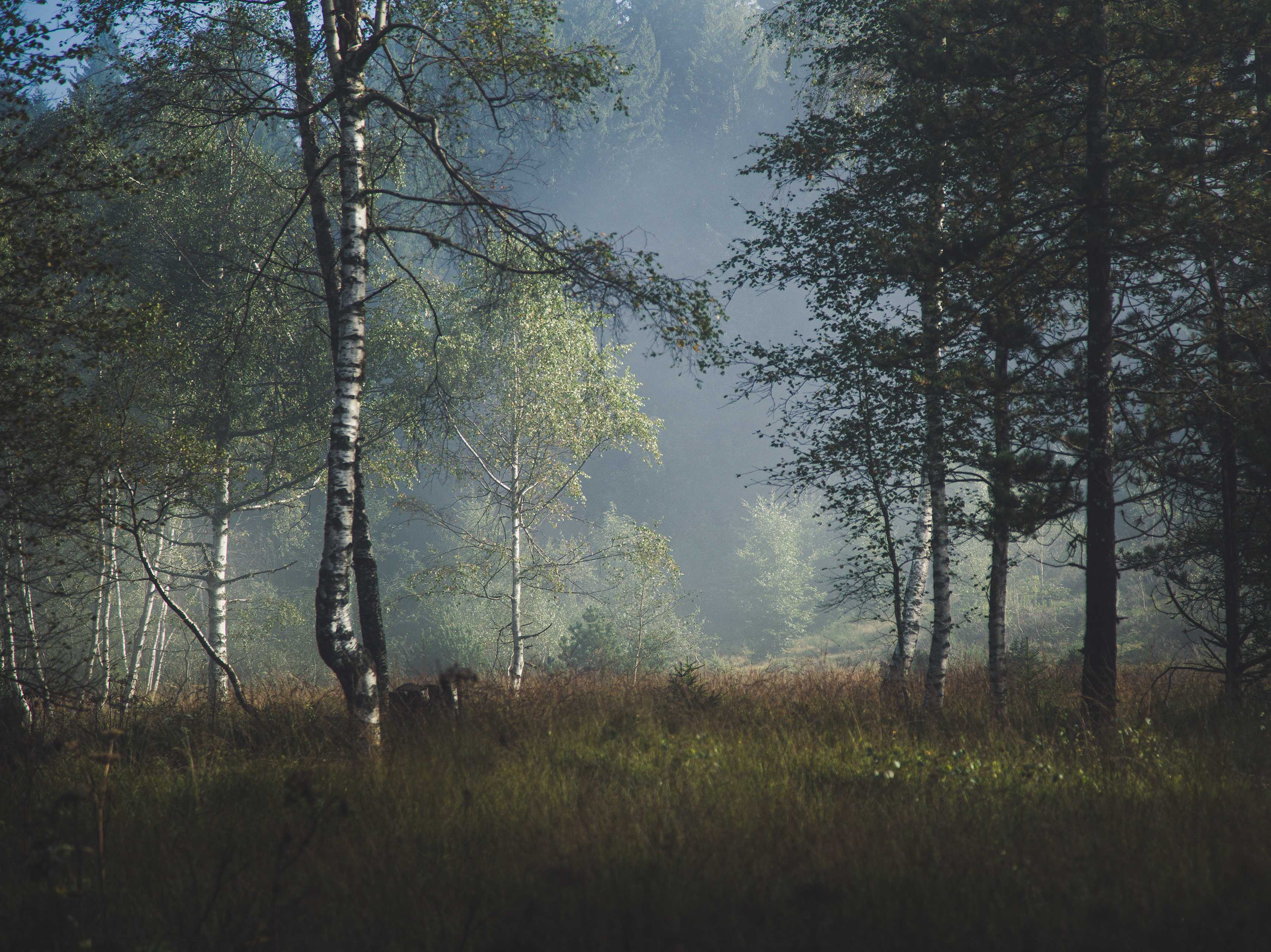 Forest eyes. Финские фотографы / лес природа. Лес контраст. Глаза в лесу. Шведский фотограф лес.