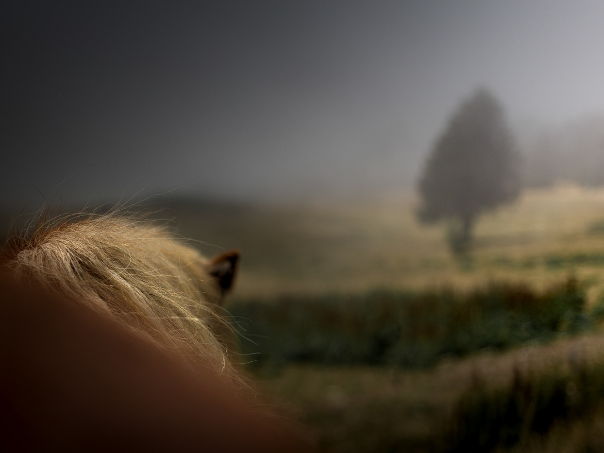 Forest Eyes Photography