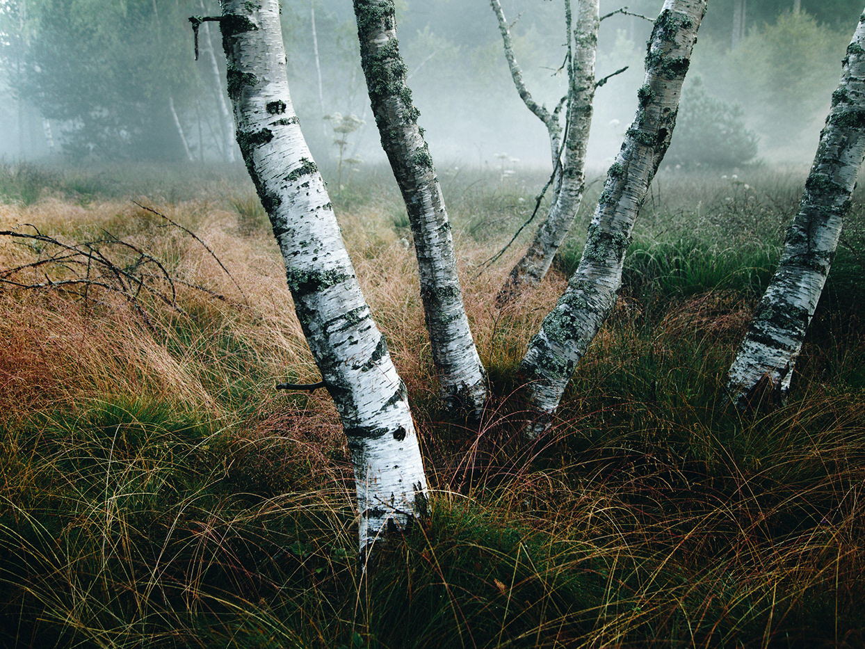 Forest eyes. Глаза в лесу. От вражеских глаз леса скроют нас. Eyes of the Forest. Photo Behance nature.