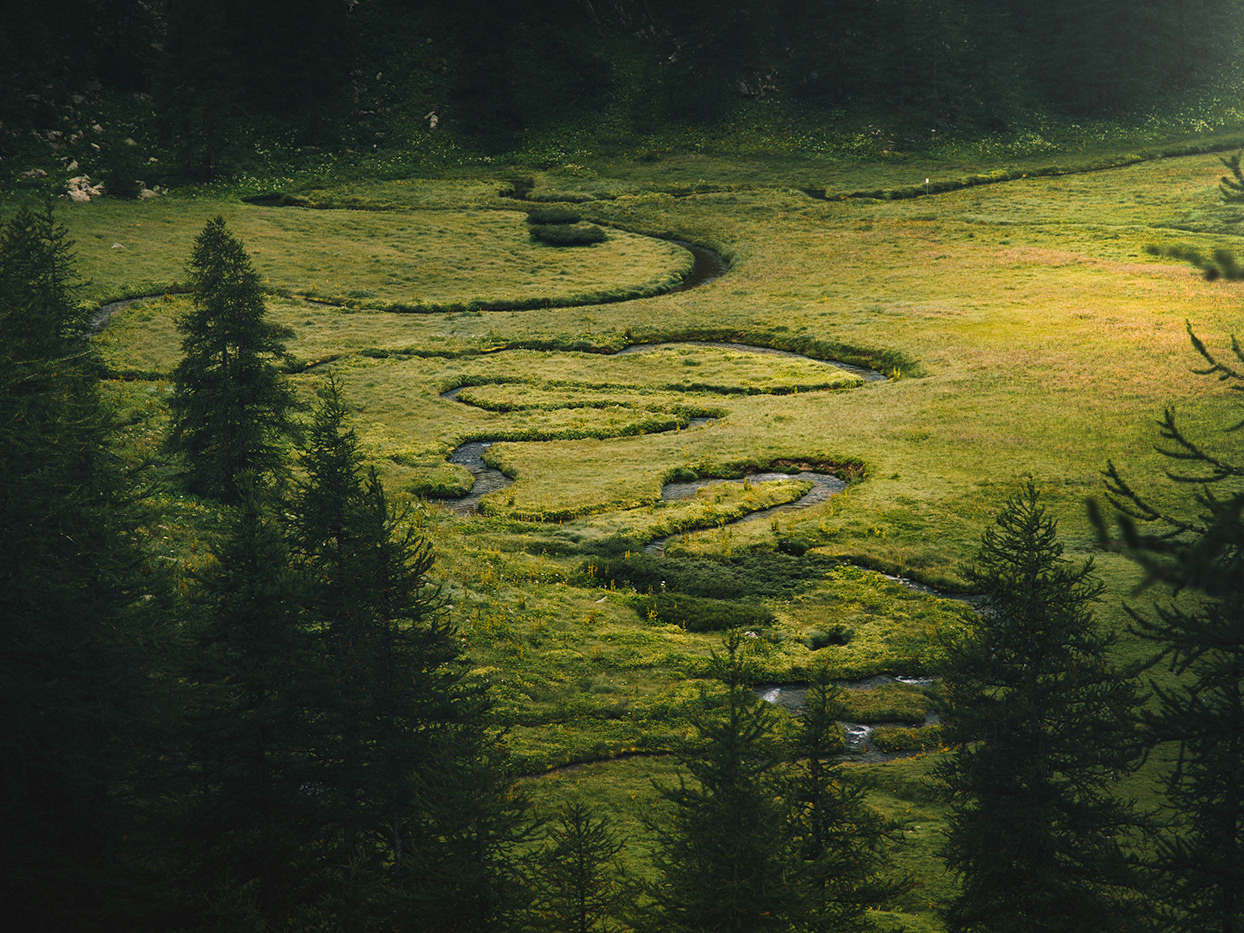 Глаза в лесу. Фотография глаз в лесу. Лес глазами солевого. Eyes of the Forest.