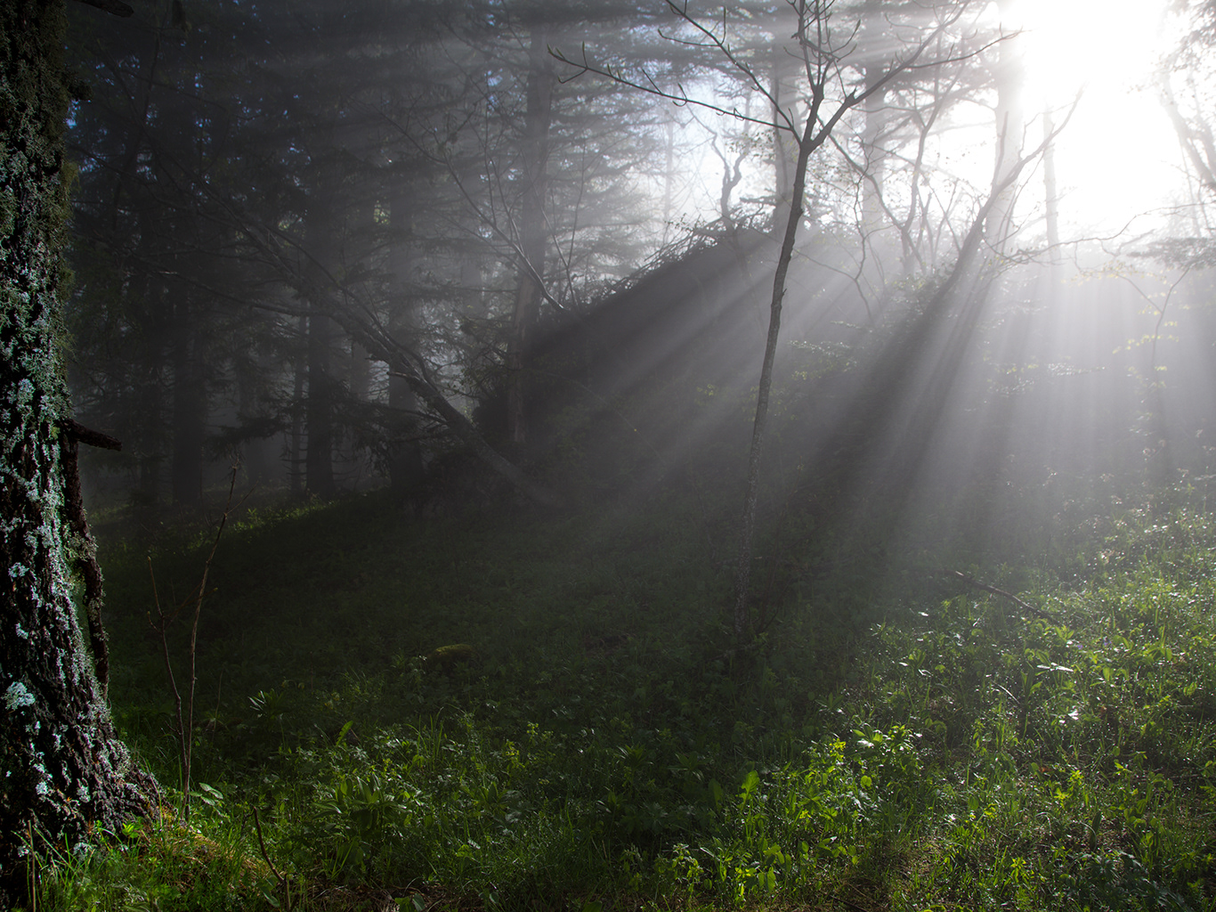 Forest Eyes Photography Trees