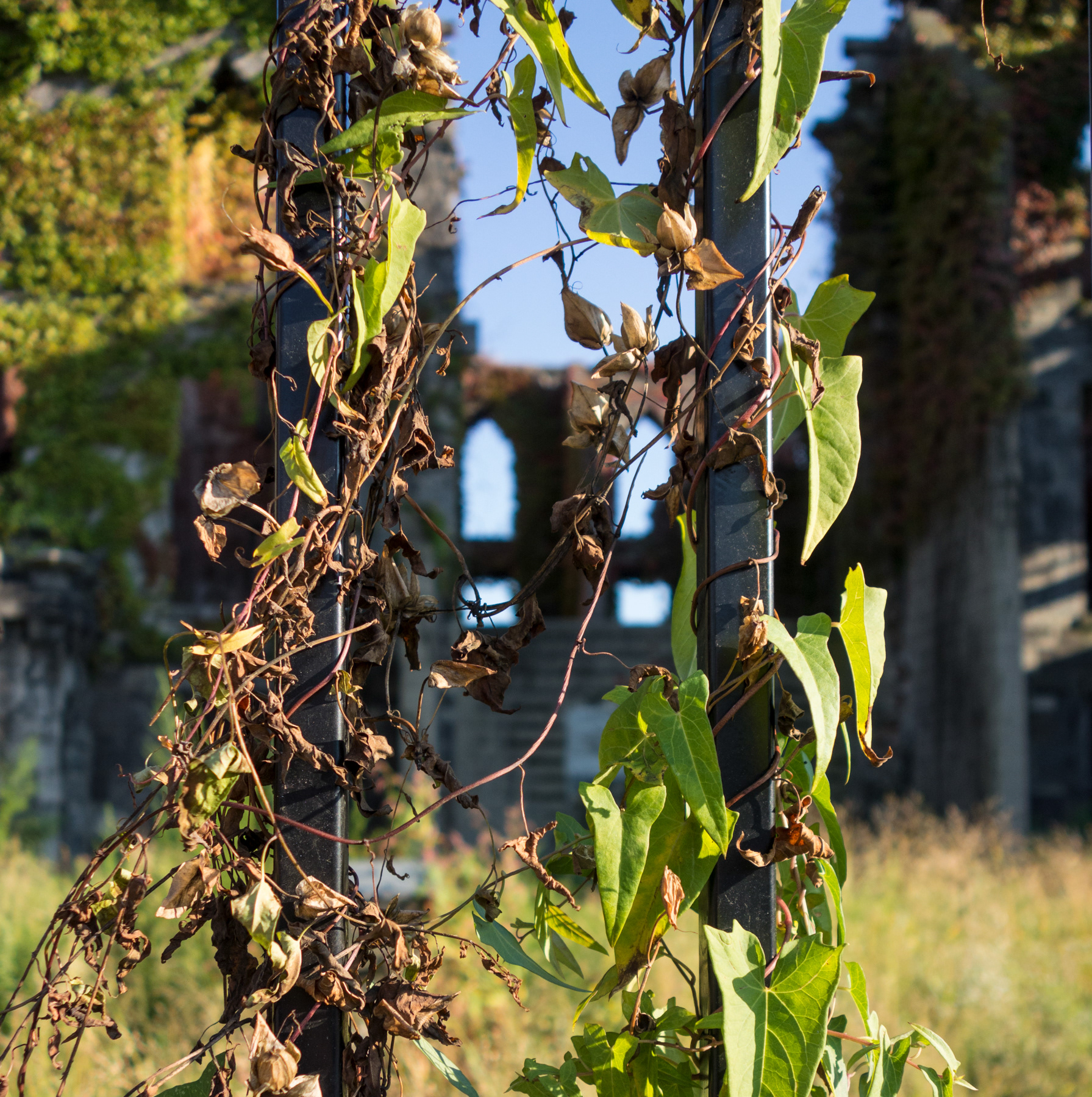 Roosevelt Island Asylum