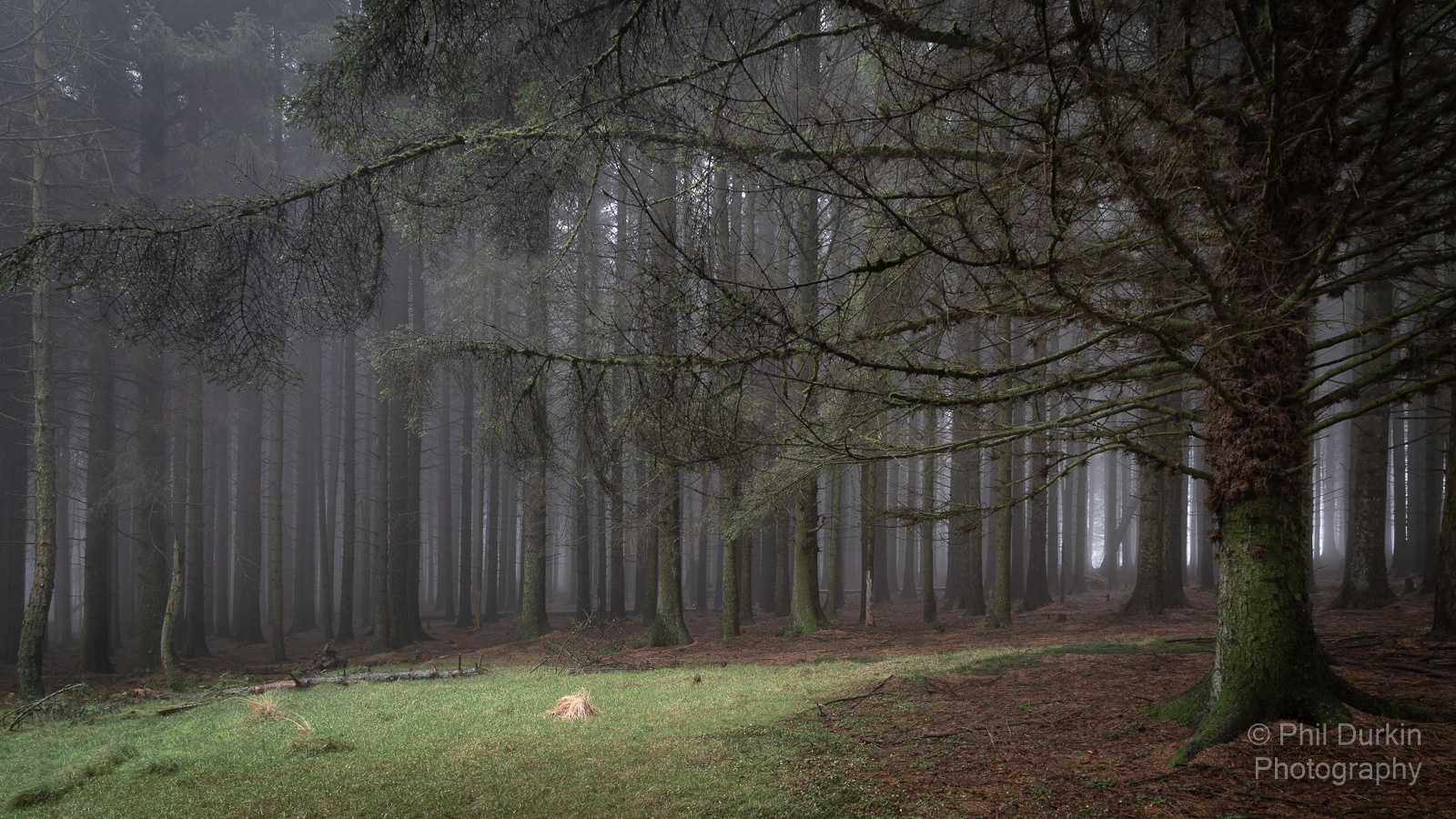Misty Forest - Egerton Bolton
