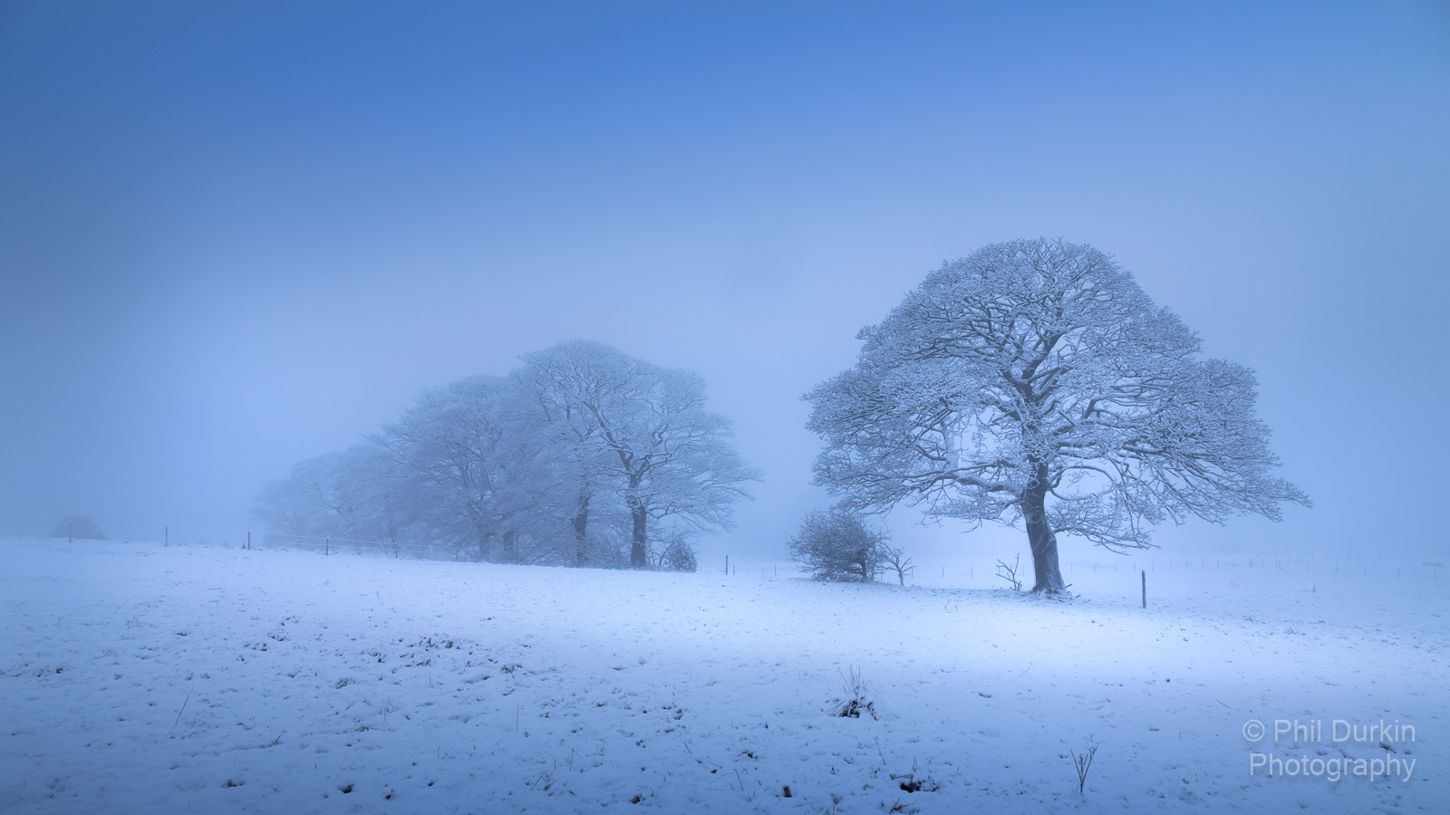 Blue Hour Oak Tree In Winter - Harwood Bolton