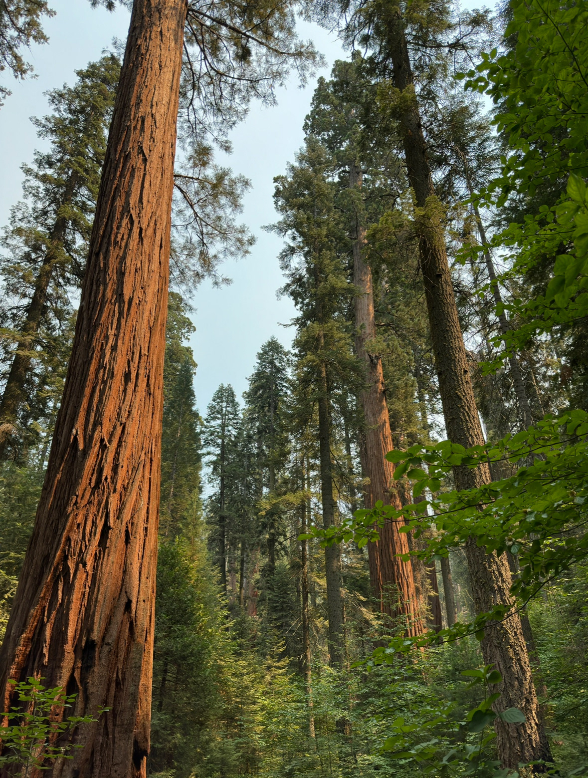 Sequoia National Park