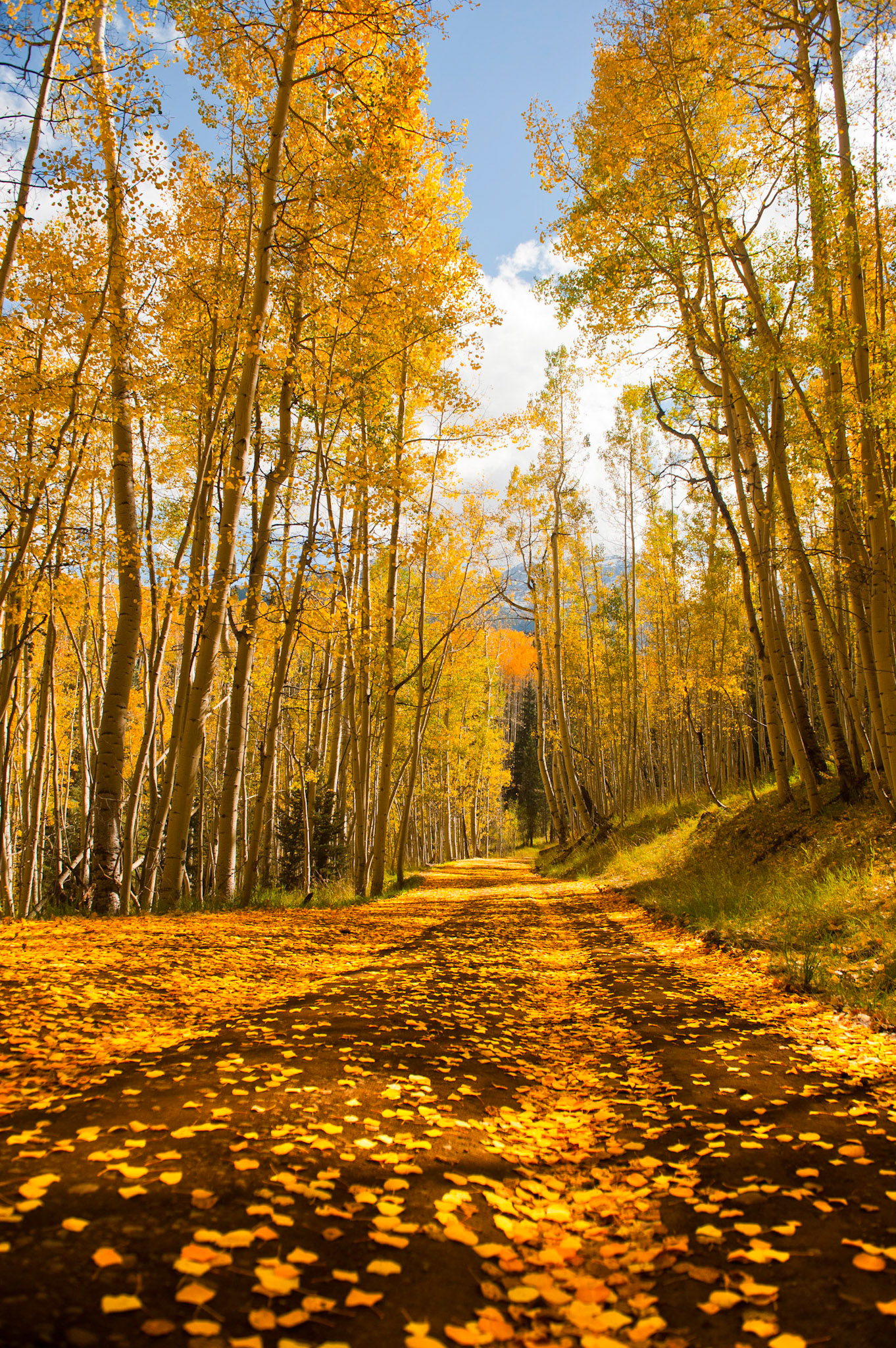 The Yellow Dirt Road