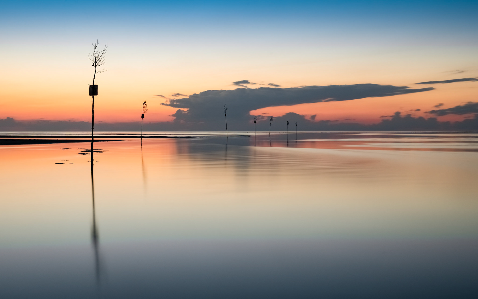 These are human-placed, bare trees to guide boats into harbor through the shallow channel. They call them clam trees, just for fun.