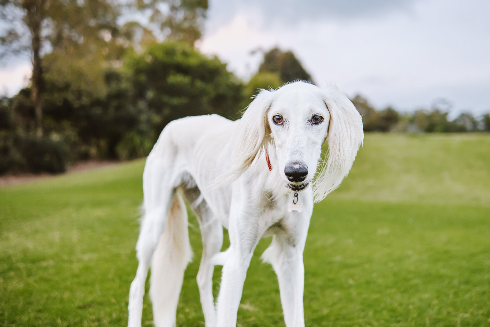 Suki