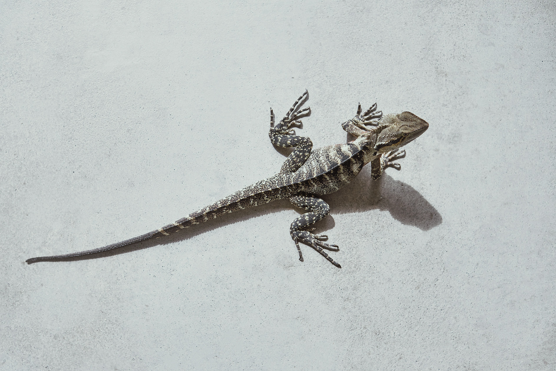 Eastern Water Dragon