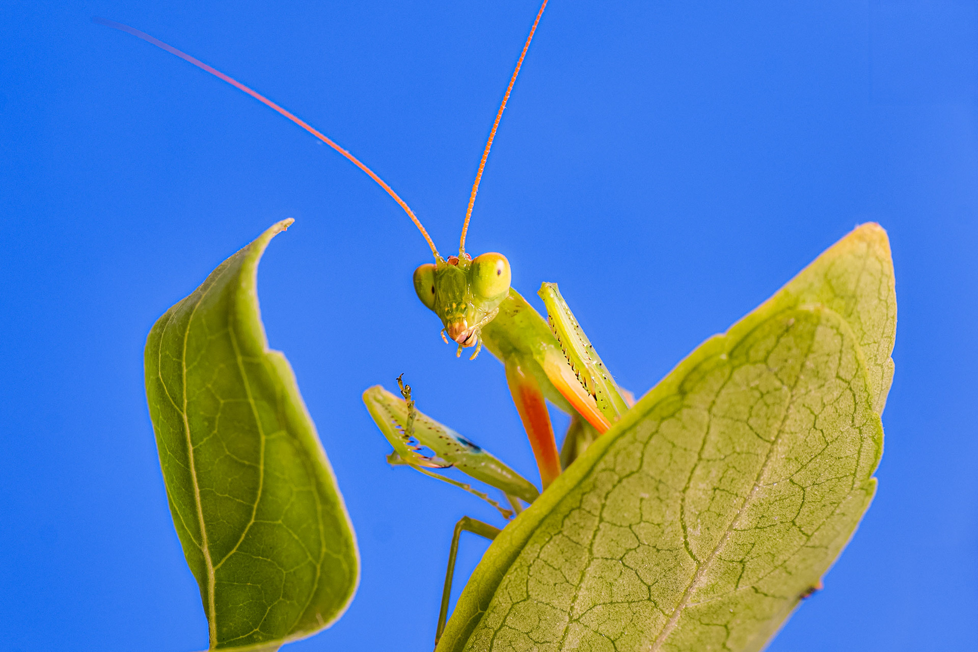 Garden Praying Mantid