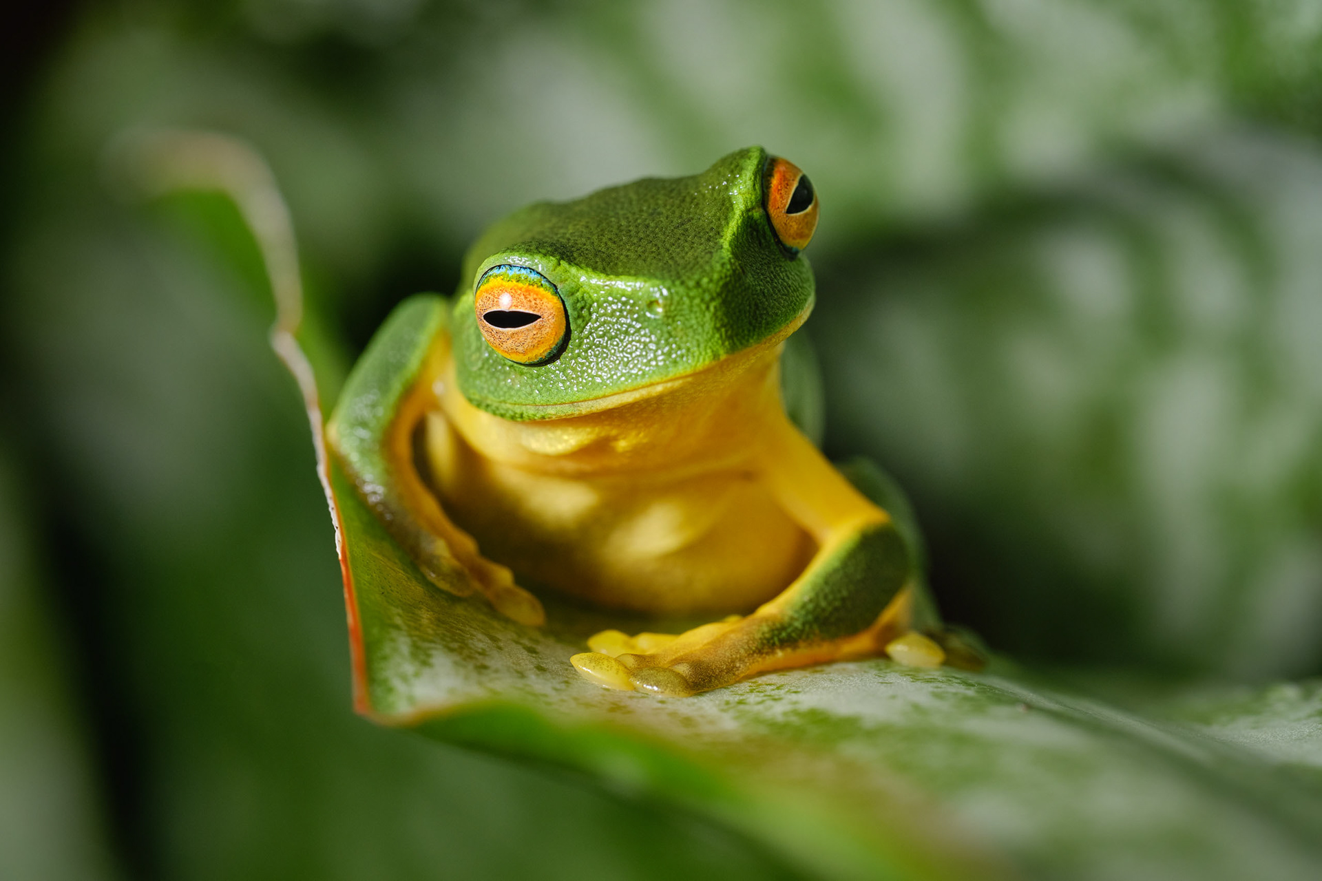 Dainty Green Tree Frog