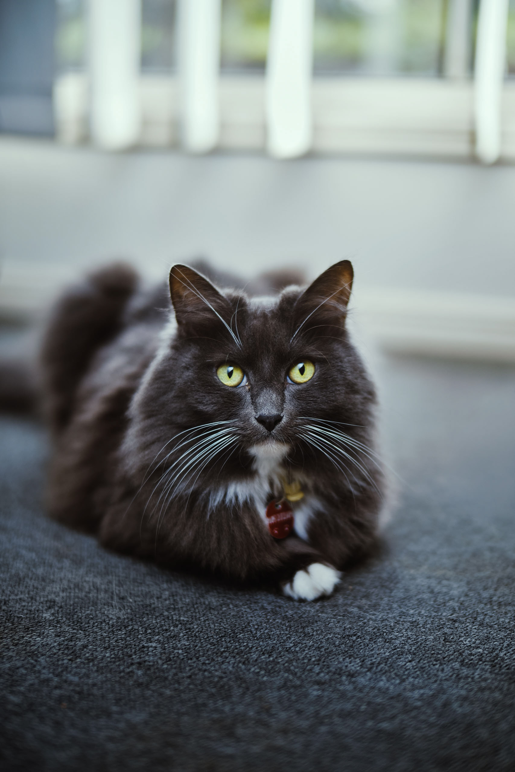 Mowgli