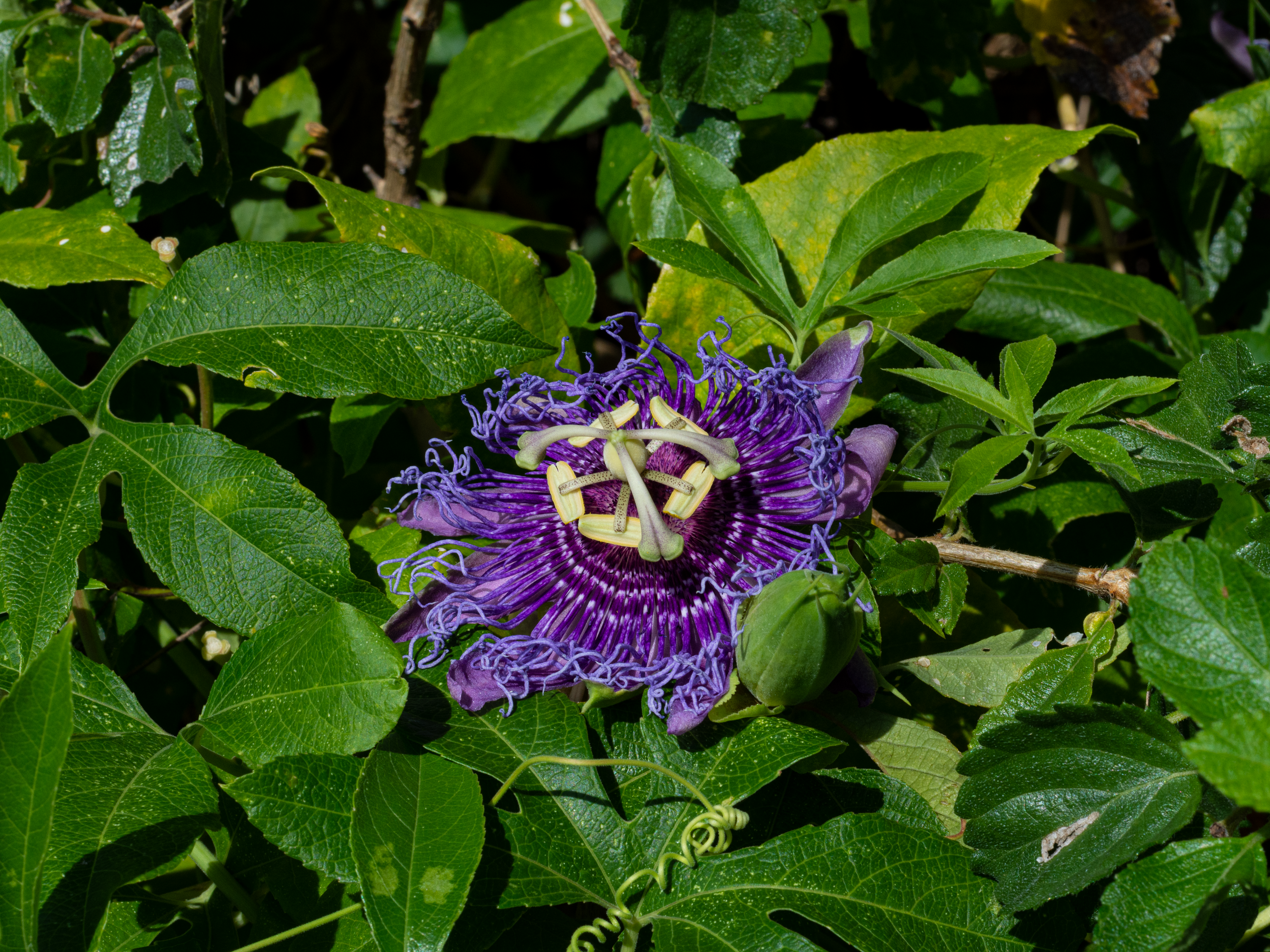 Deep Depth of Field