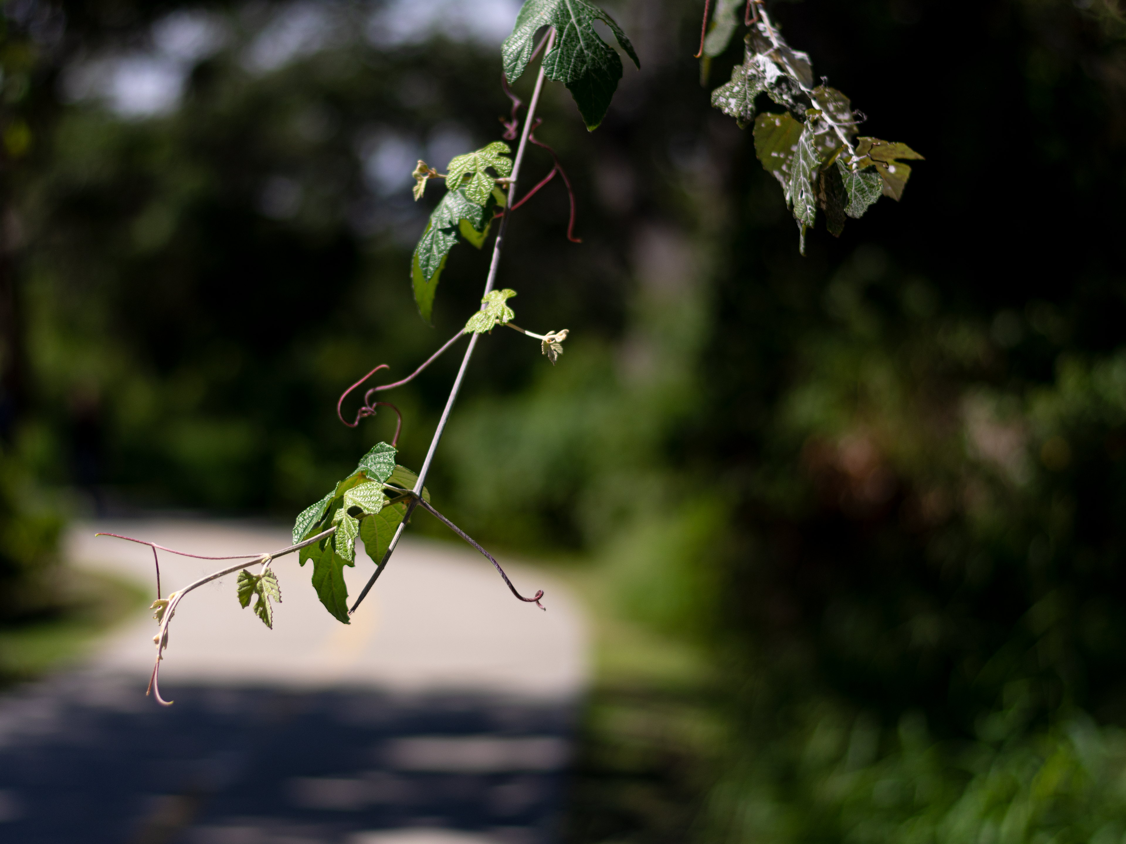 Shallow Depth of Field