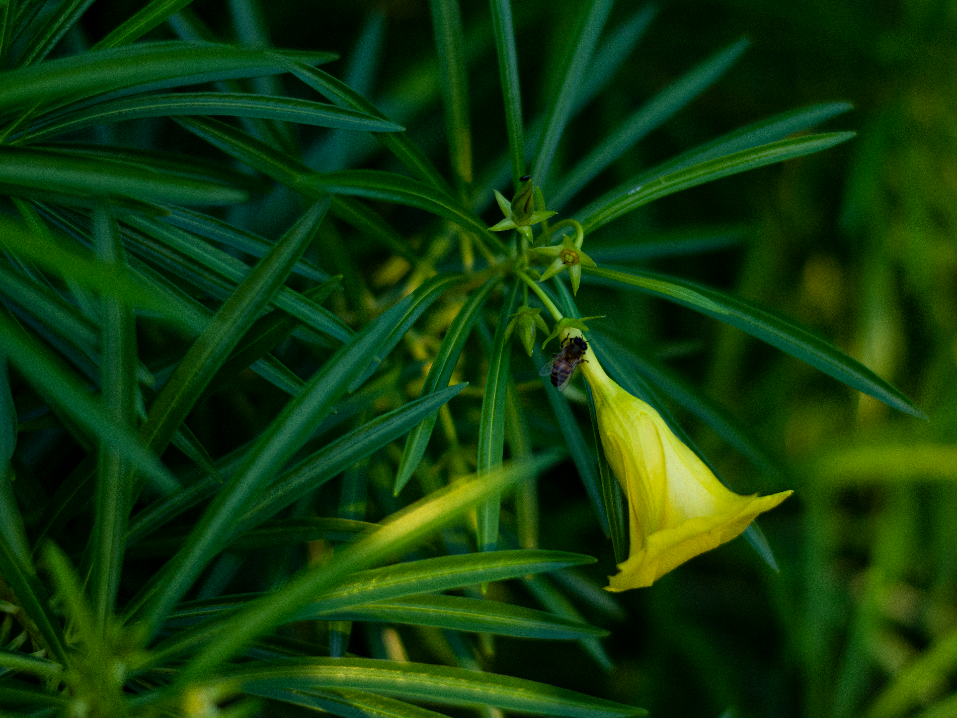Stop Motion, Shallow Depth of Field