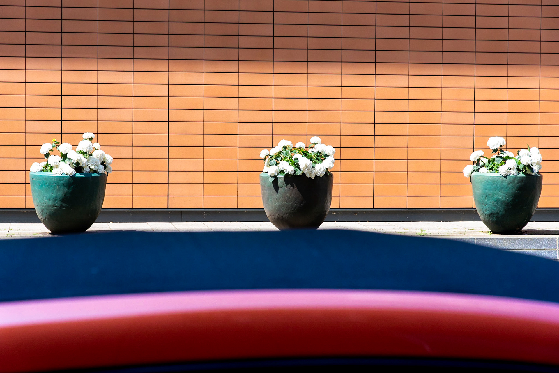 Fleurs de rue
