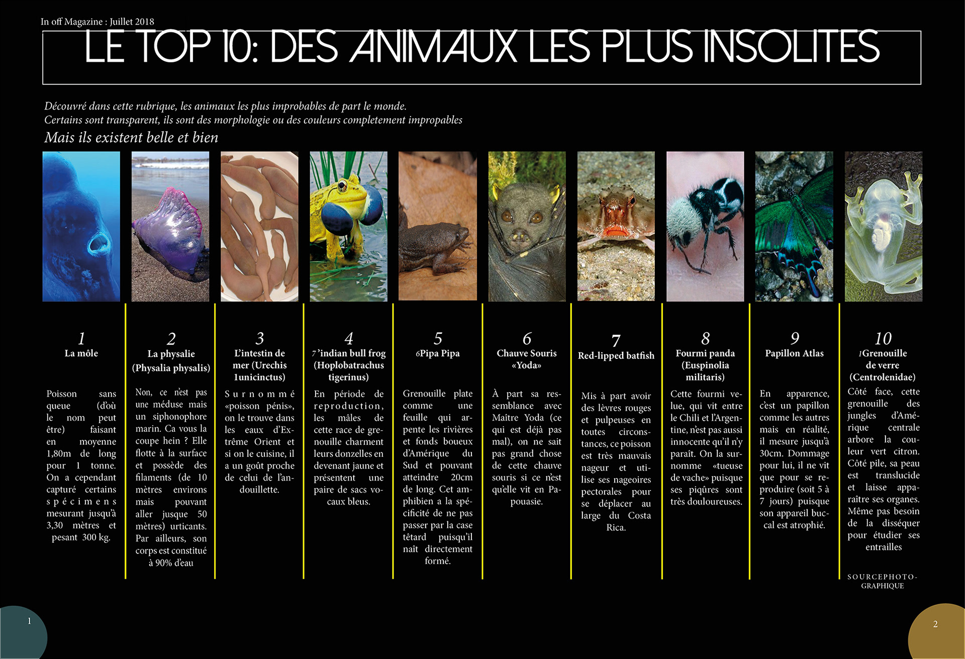 Ceci est une mise en page que j'ai effectué durant ma formation, je me suis inspiré du national géographique vu que mon thème était animalier.