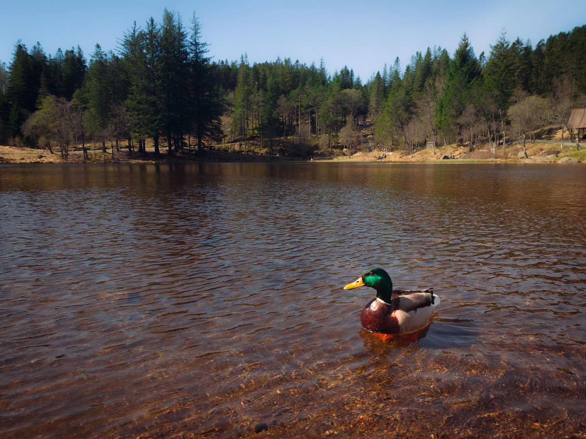 27.04. - Ente, Ente, Ente,...