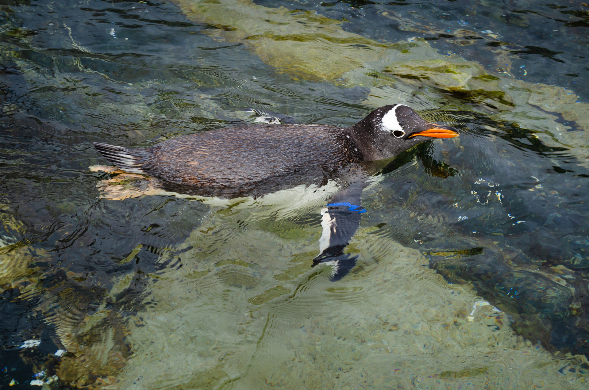 28.04. - Pinguin