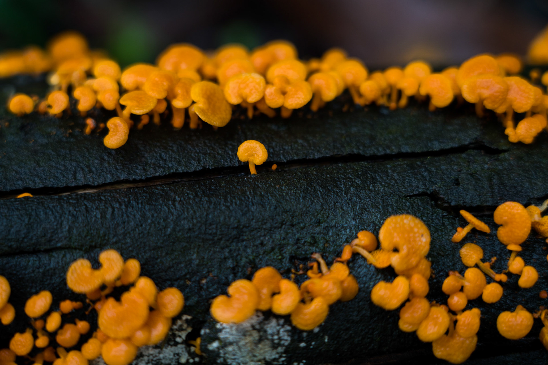 Dandenong Ranges National Park