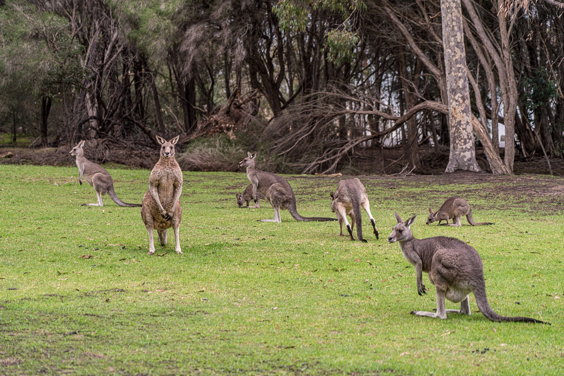 Lysterfield Lake