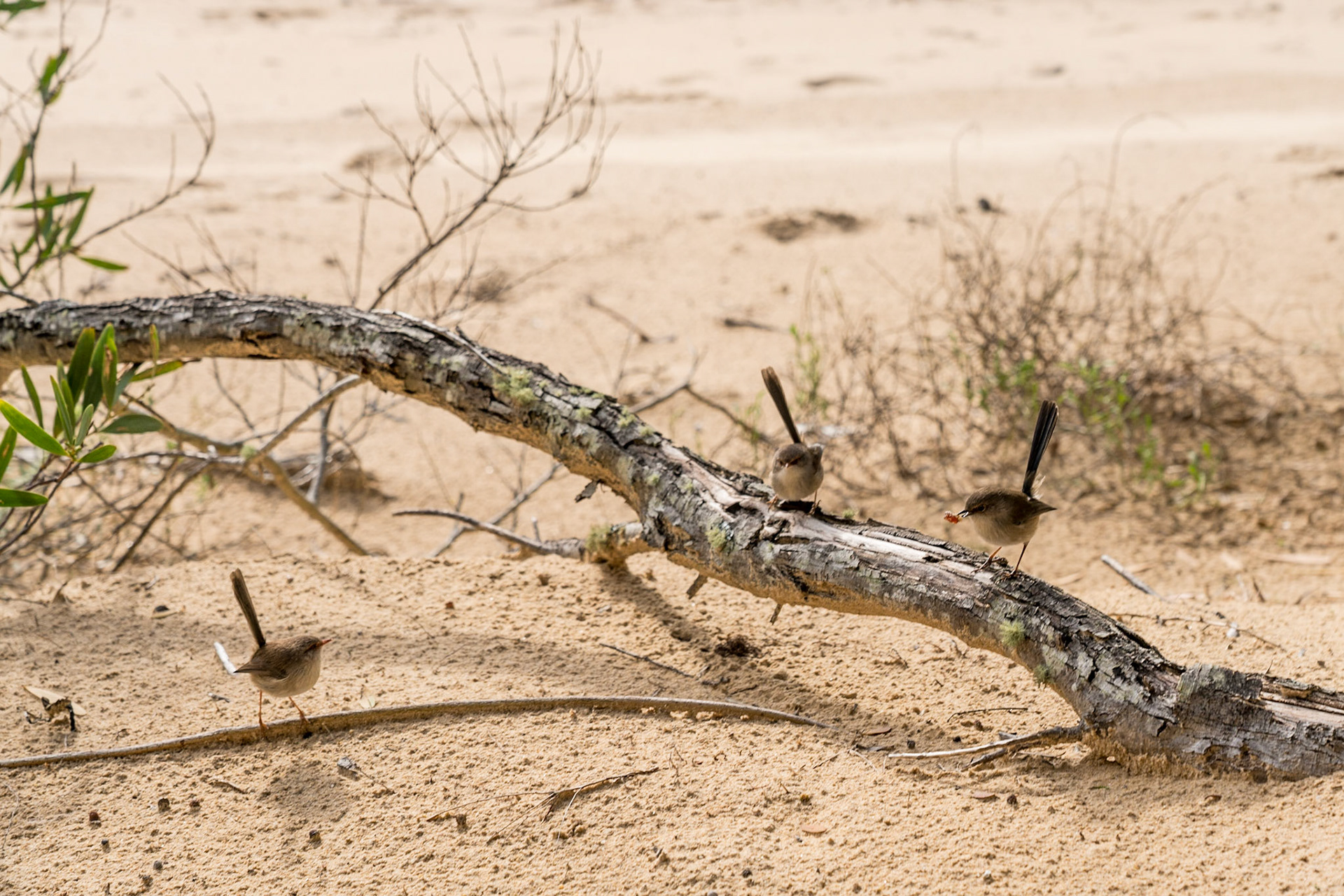 Wilsons-Promontory-Nationalpark - Sealers Cove