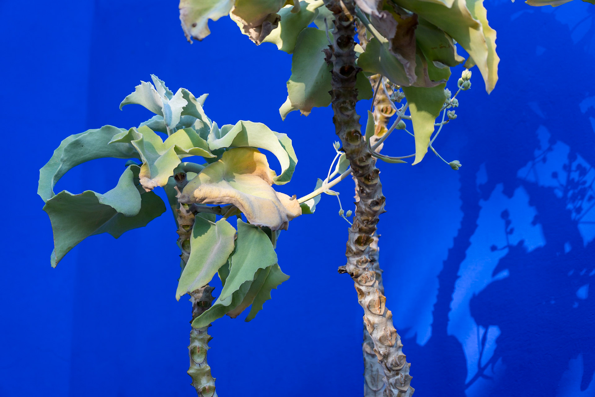 Jardin Majorelle - Marrakech