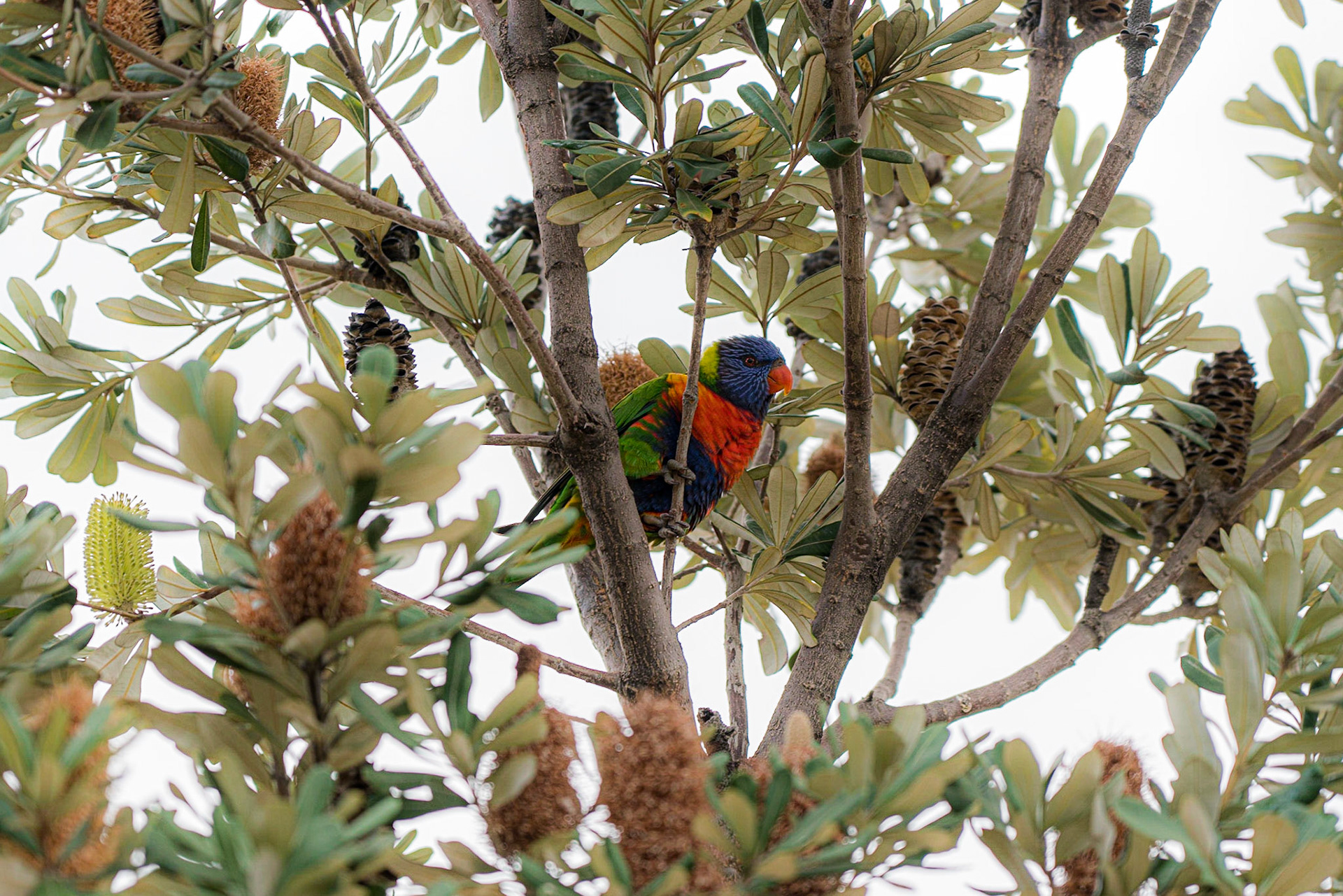 Melbourne - St. Kilda