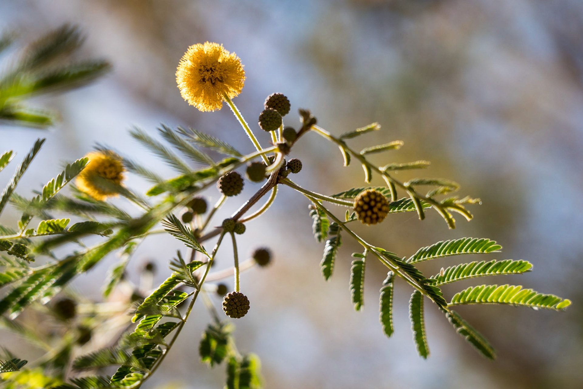 Around Kasbate Tamounalt