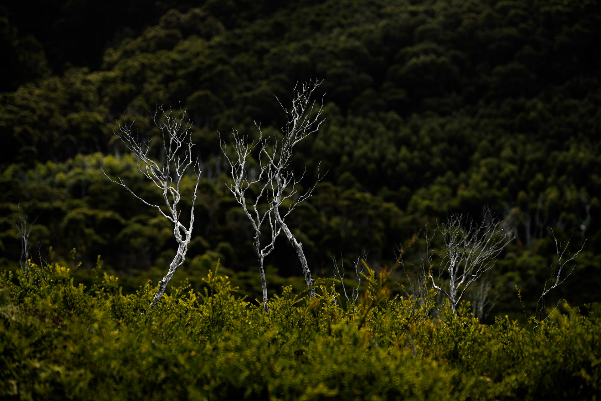Wilsons-Promontory-Nationalpark