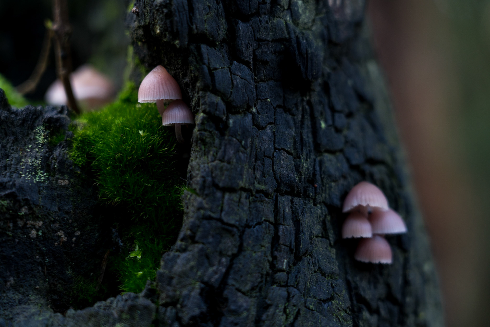 Wilsons-Promontory-Nationalpark