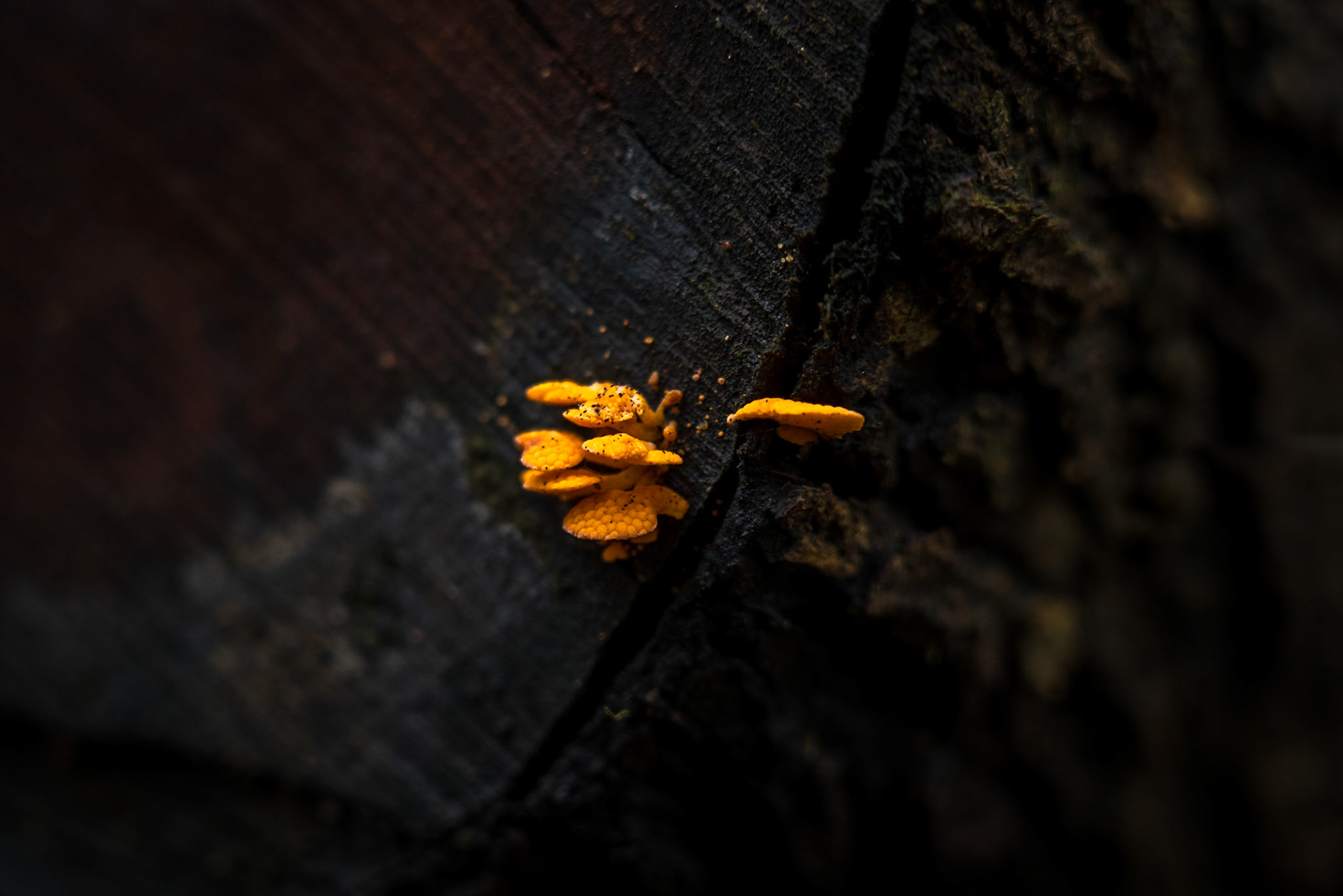 Wilsons-Promontory-Nationalpark