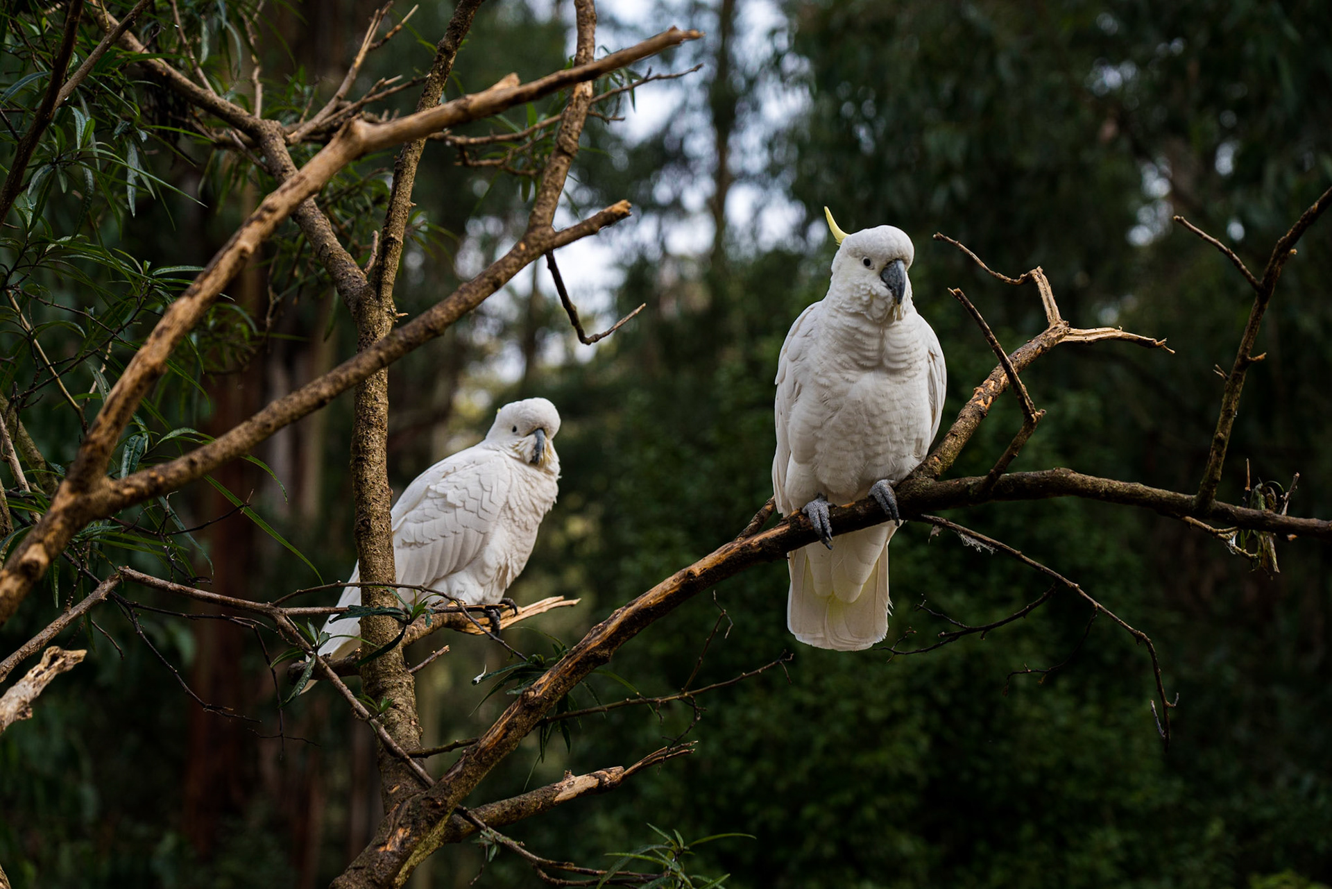 Dandenong Ranges National Park