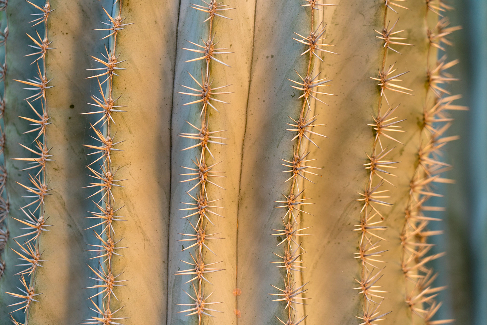 Jardin Majorelle - Marrakech