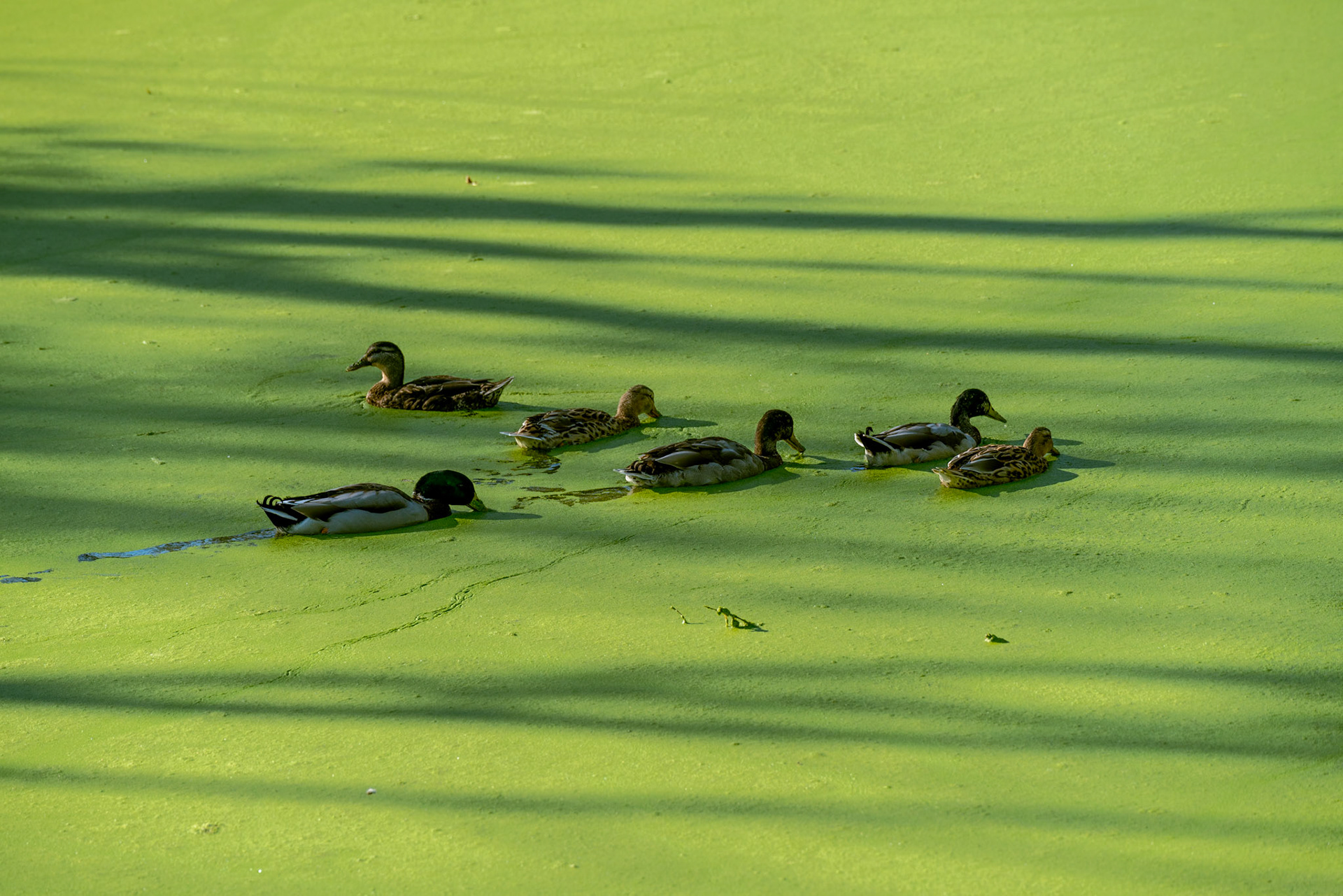 Jardin du Chateau De Quineville