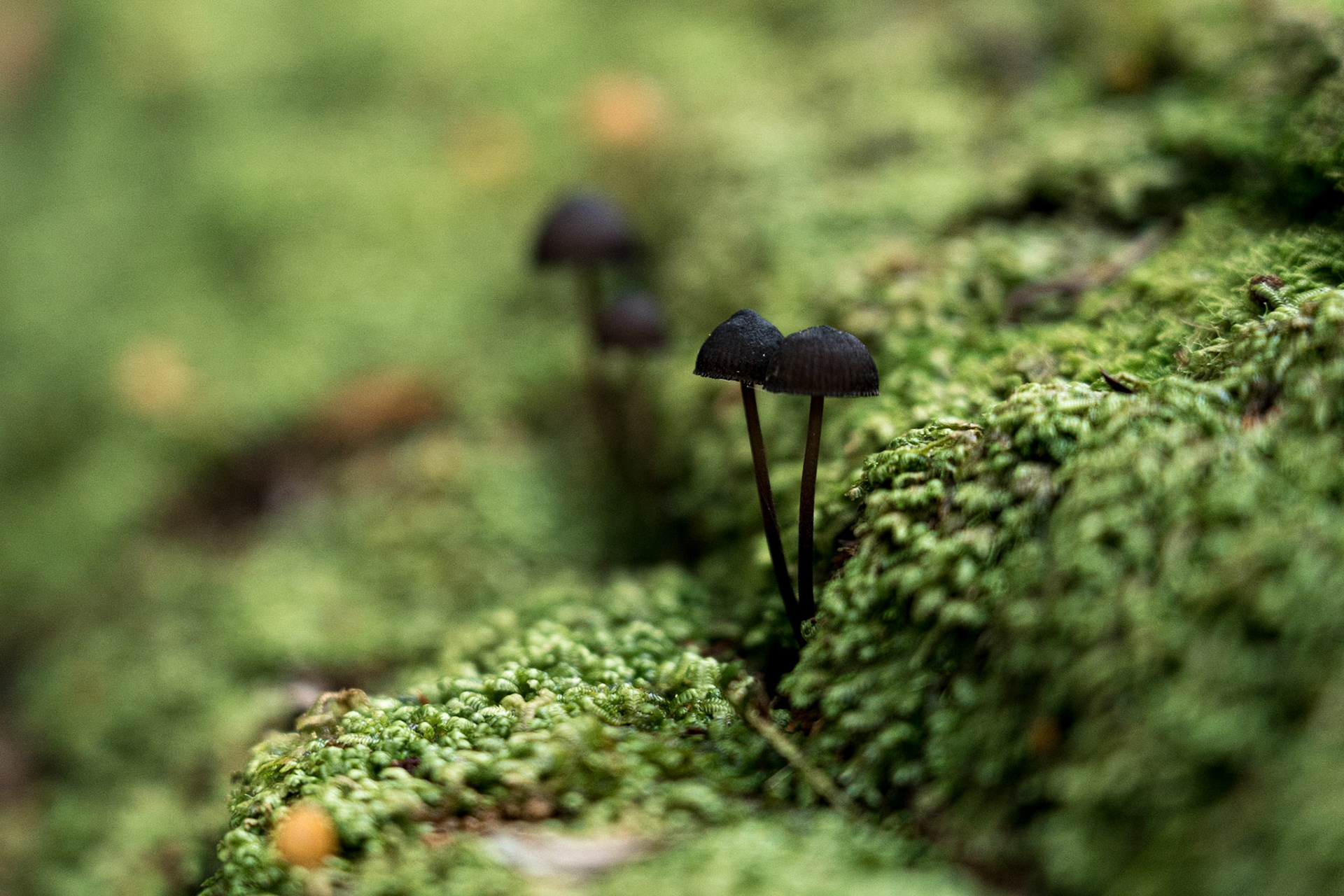 Wilsons-Promontory-Nationalpark