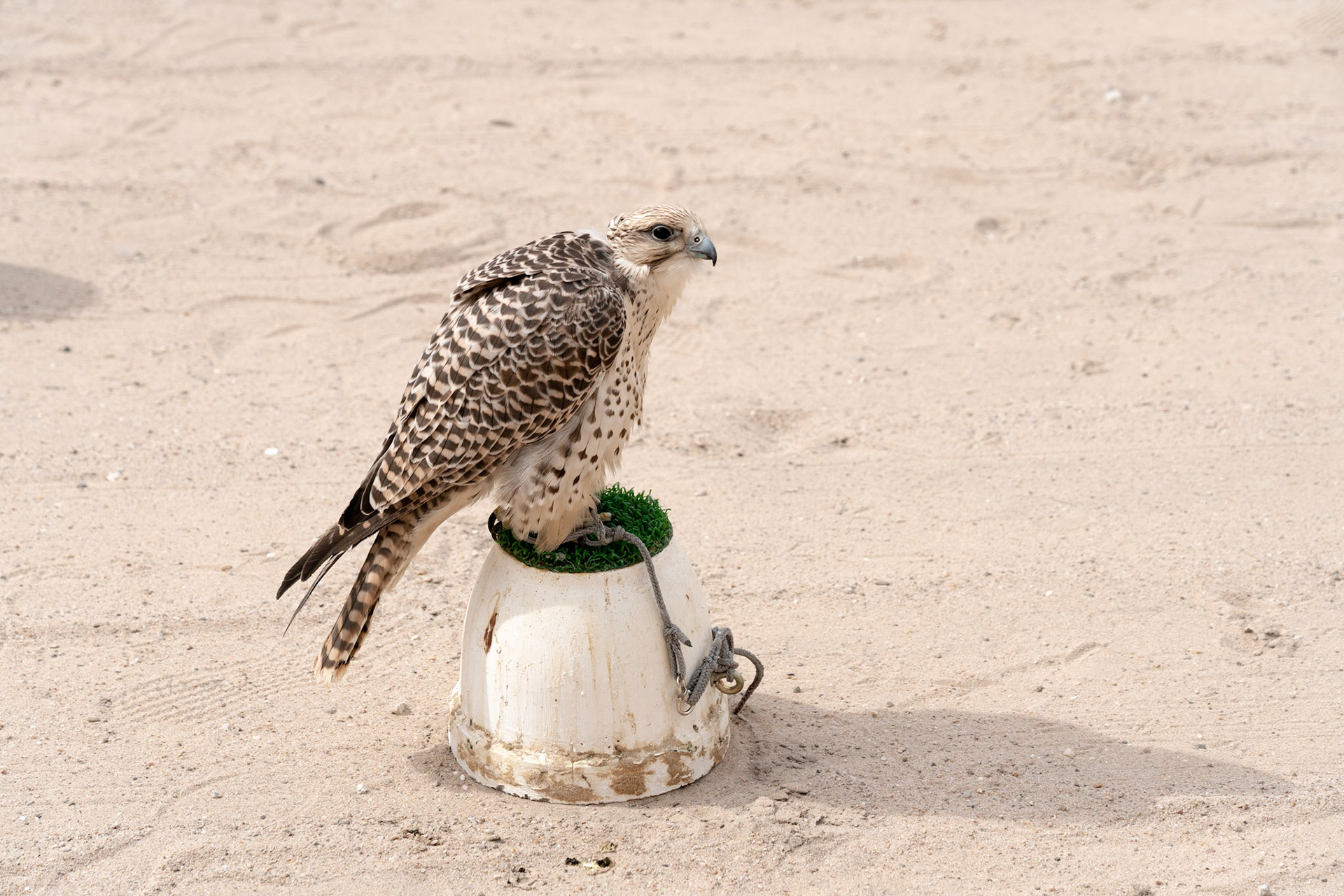 Falcon Souq