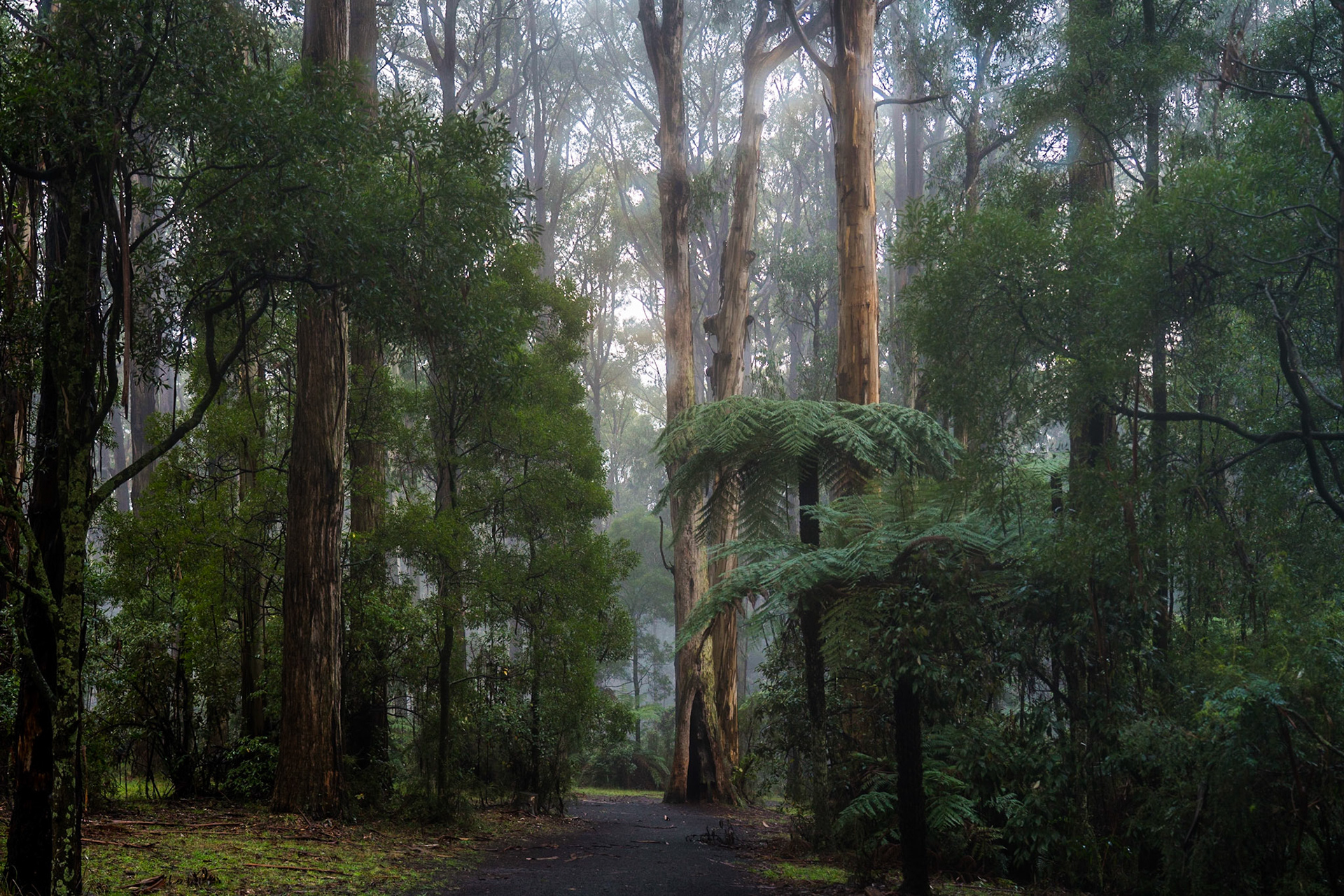 Dandenong Ranges National Park