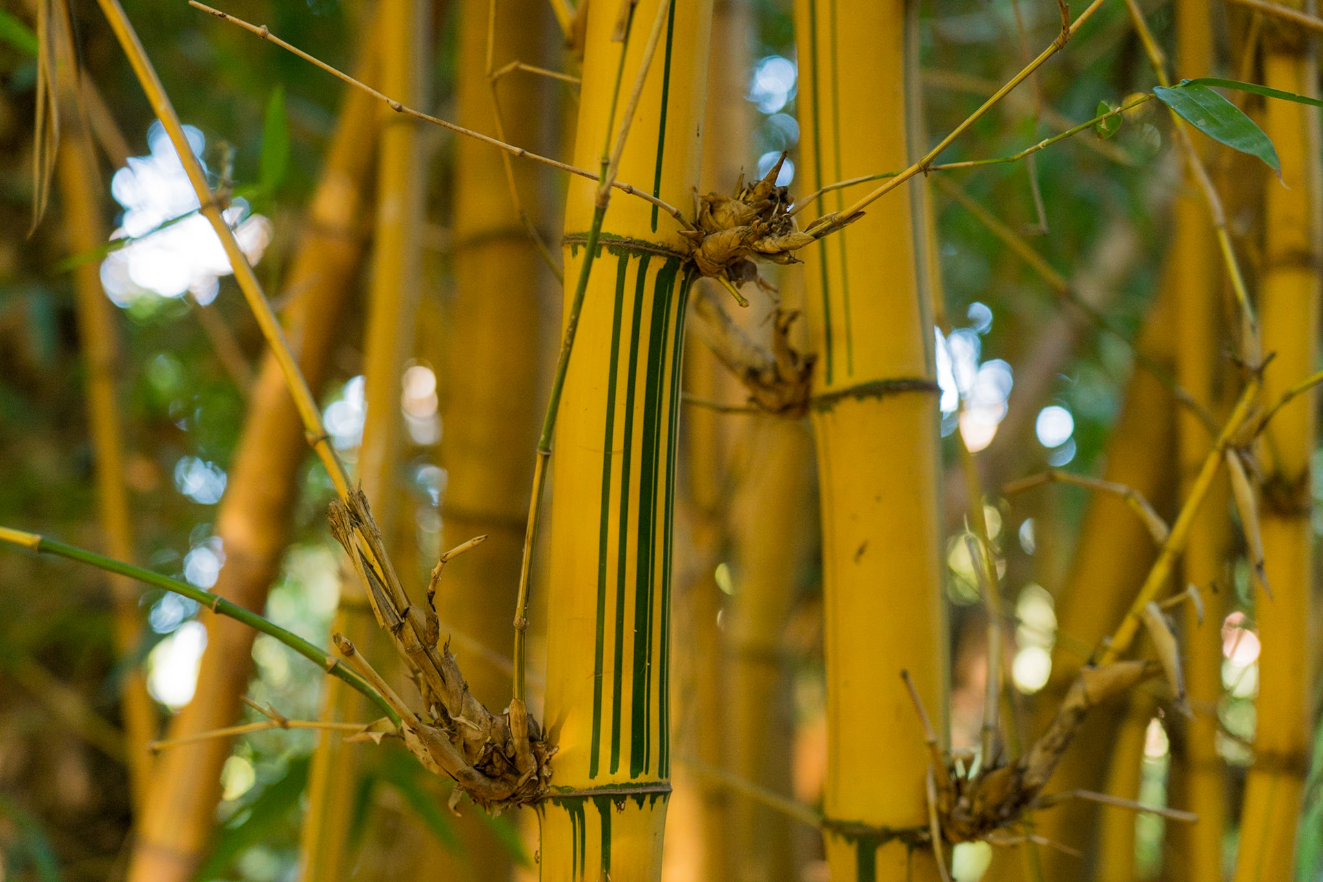 Jardin Majorelle - Marrakech